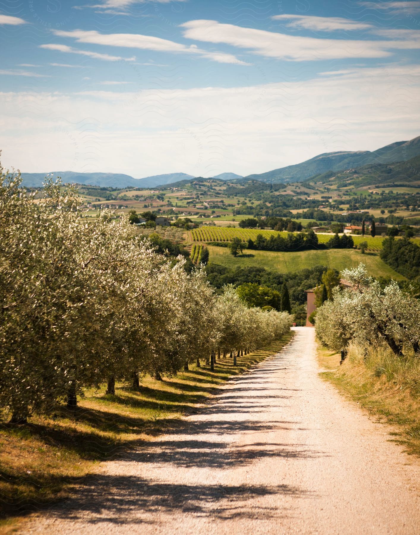 A dirt road running through cultivated groves towards a farm house in the countryside