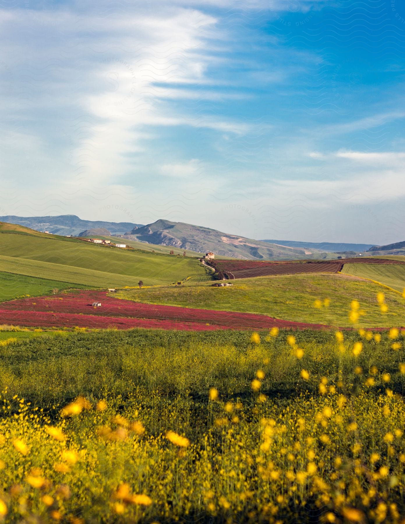 A bright green farmland with mountains in the distance