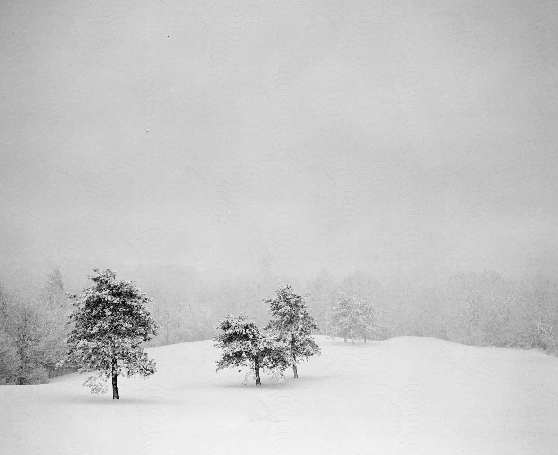 Snowcovered field and trees under a cloudy sky