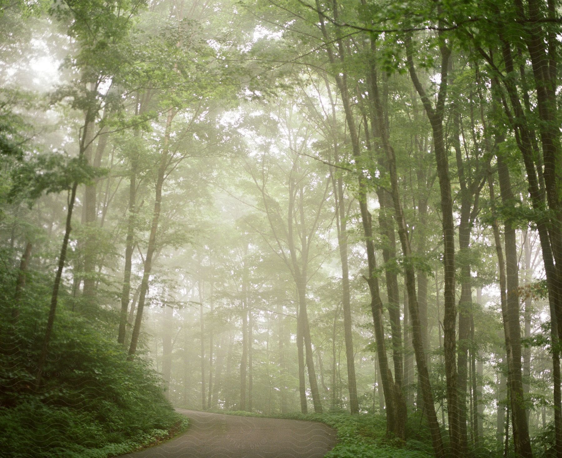 A road winds through a forest with morning fog