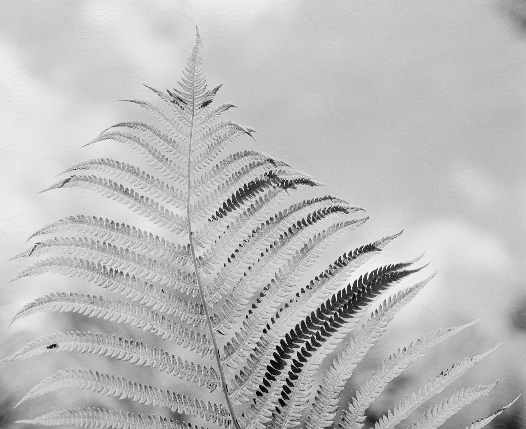 A tree with ferns under a grey sky