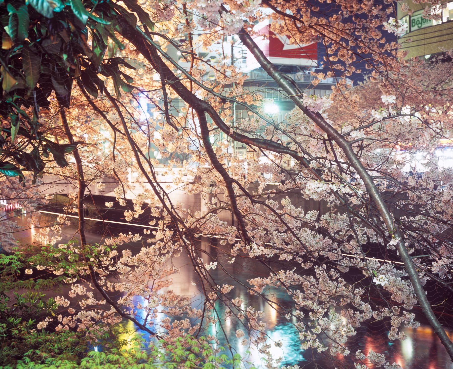 Blooming tree branches hang over a river in the city at night time