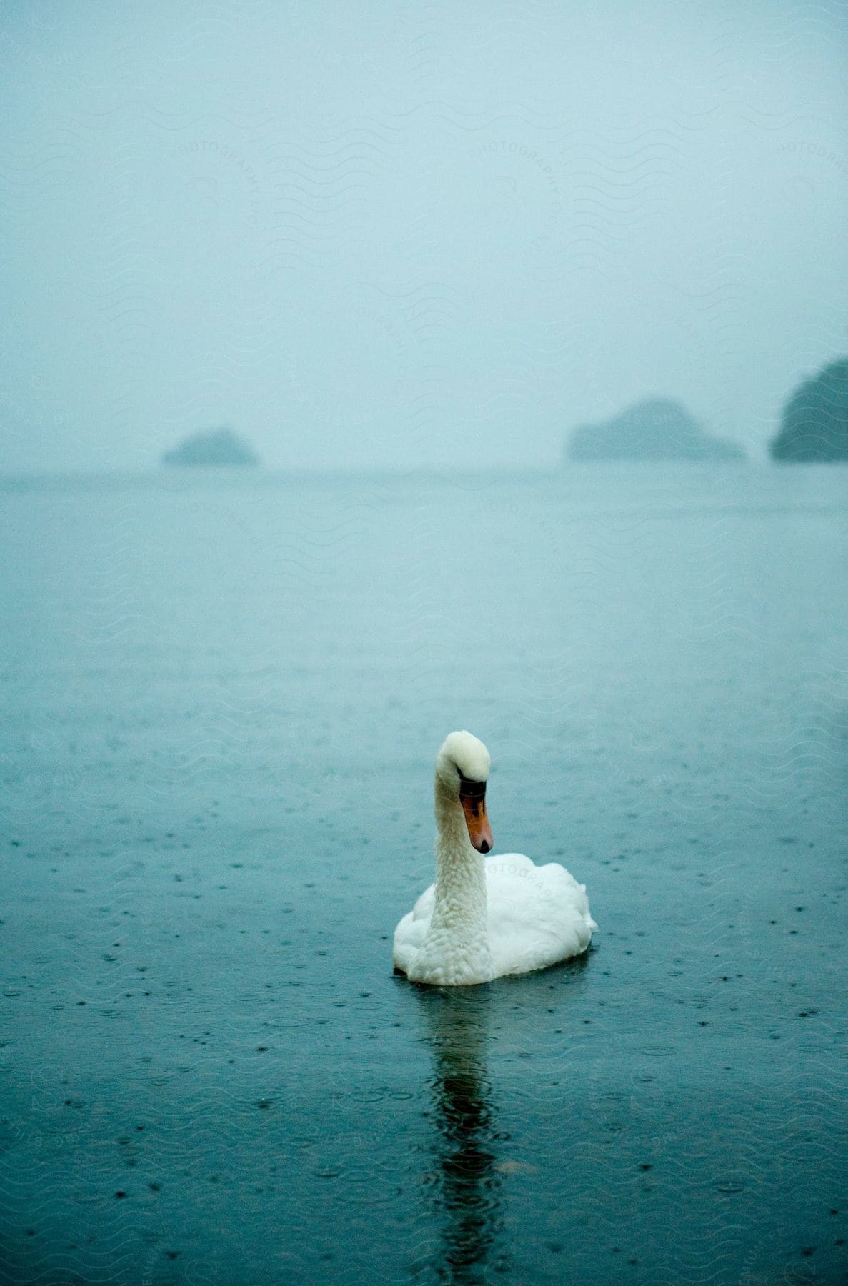 A White Swan Floats On A Misty, Stock Image 105523