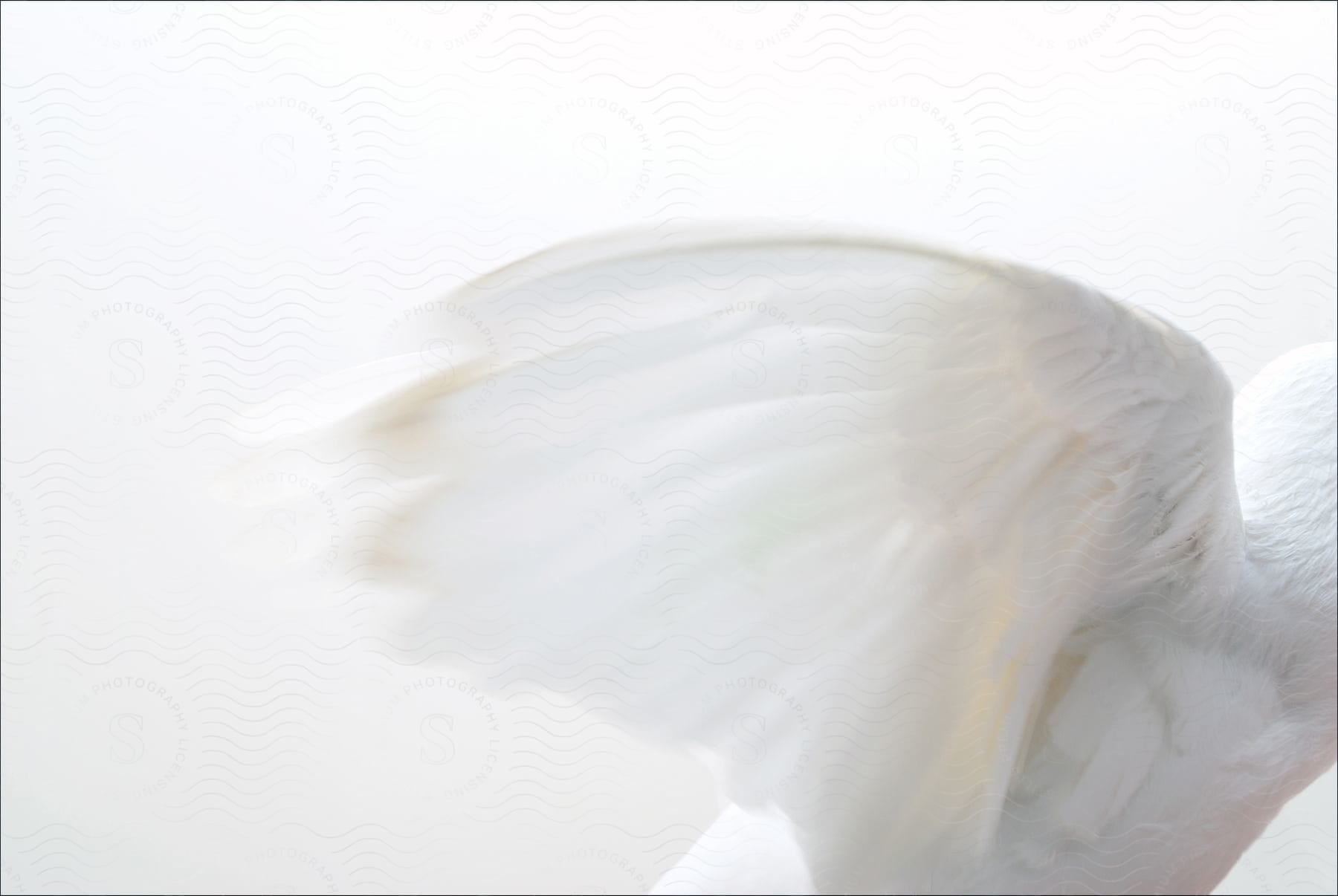 Stock photo of a closeup of a birds wing covered in feathers