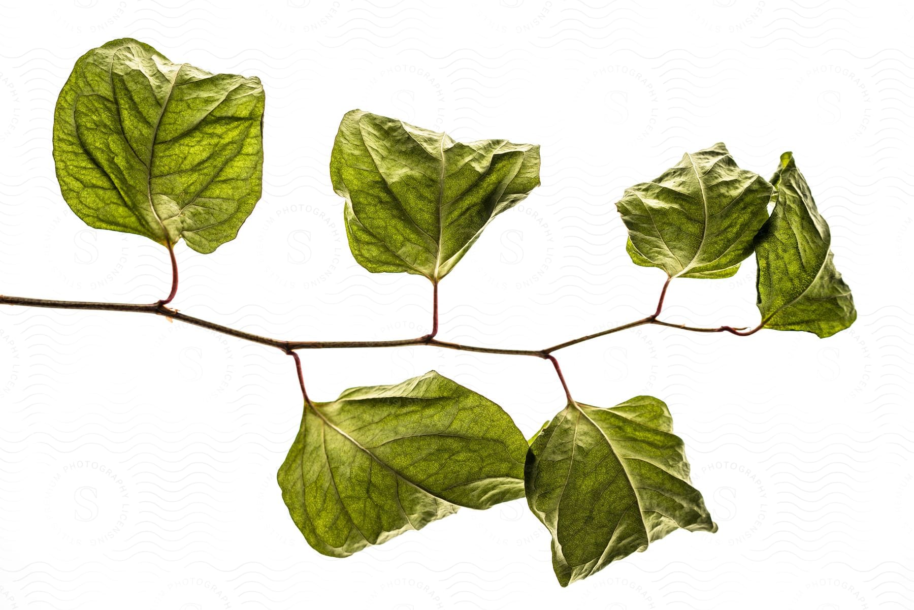 A Display Of A Leaf