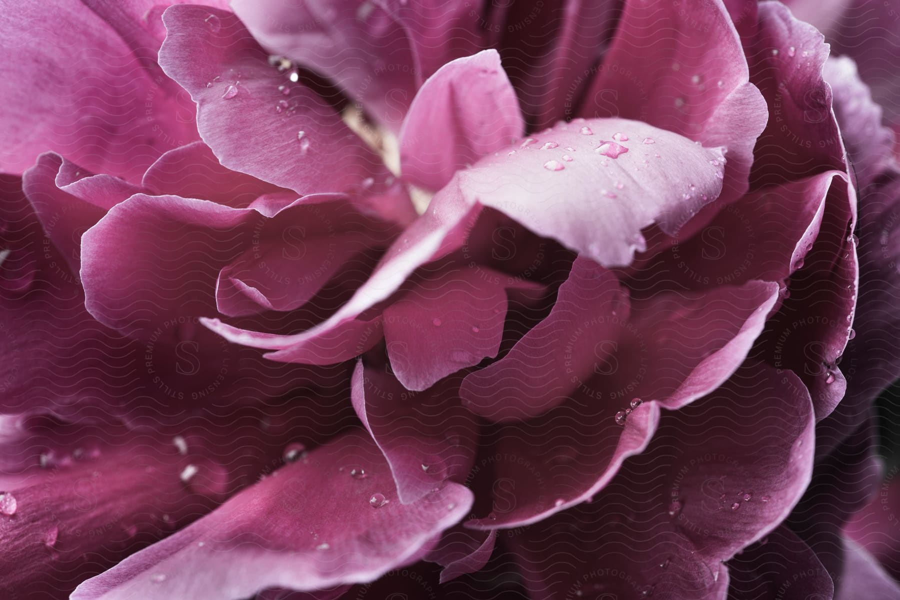 Pink flower with water droplets on the petals