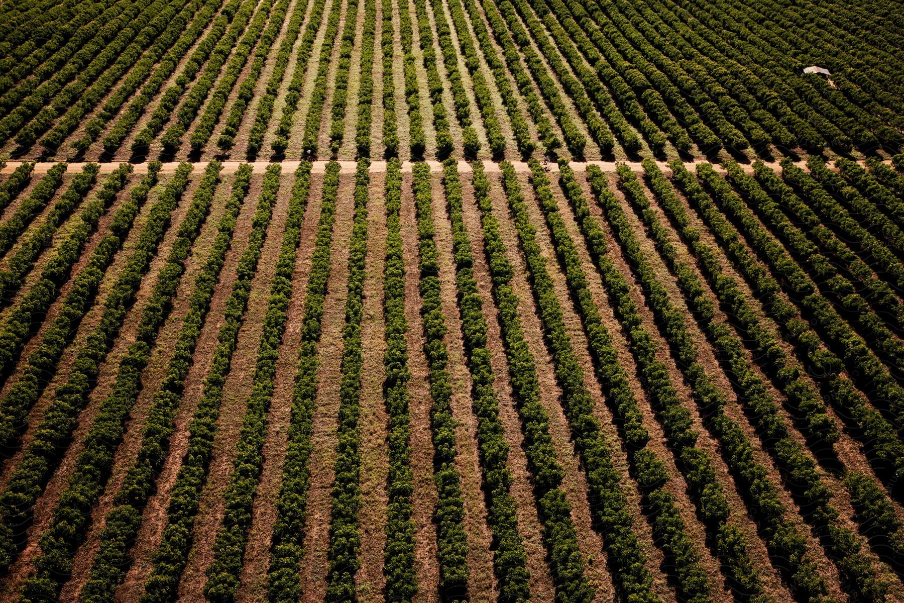 Neatly manicured farmland with plants in neat rows