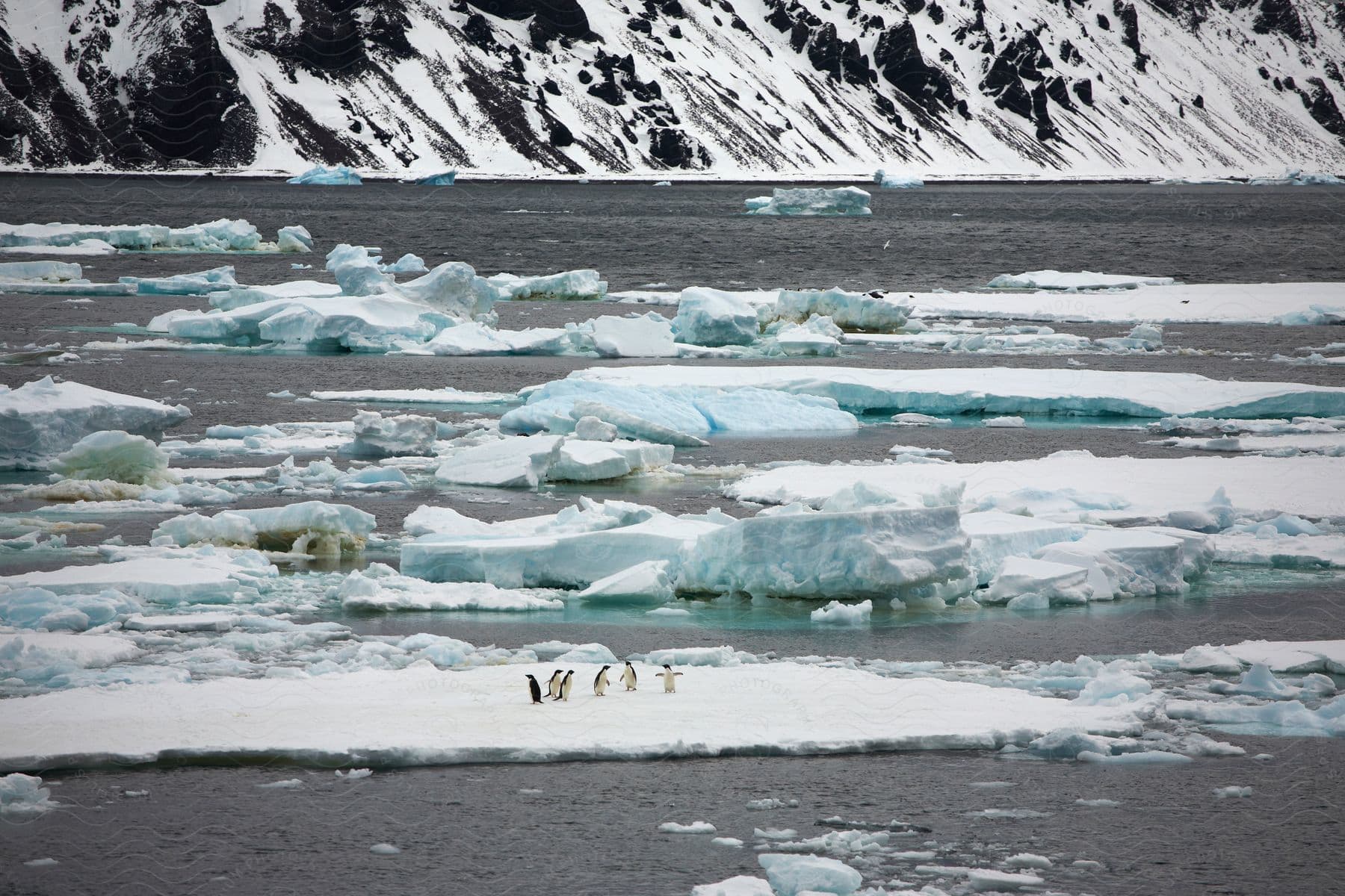 Penguins standing on a block of ice in the middle of the ocean
