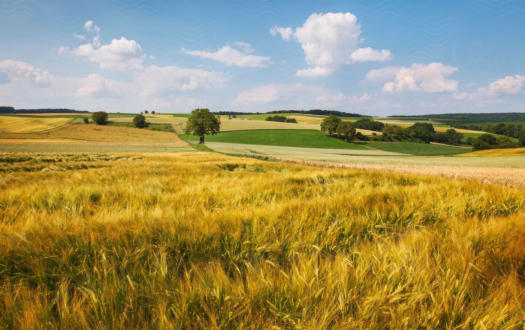 Endless rolling golden wheat fields and farmland on a sunny day