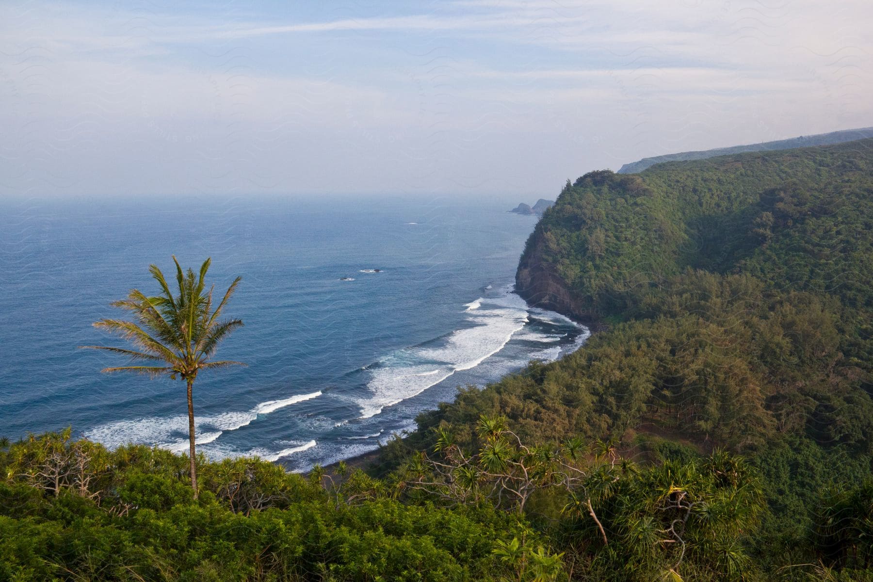 Green coastal cliffs and a tall palm tree with waves crashing into the shoreline