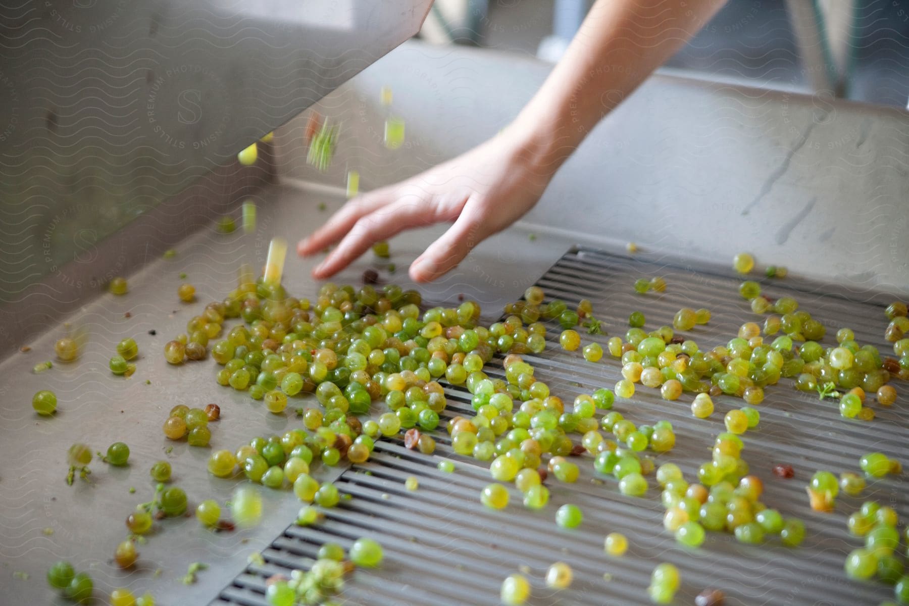 A person is working at a machine where grapes are going through for sorting