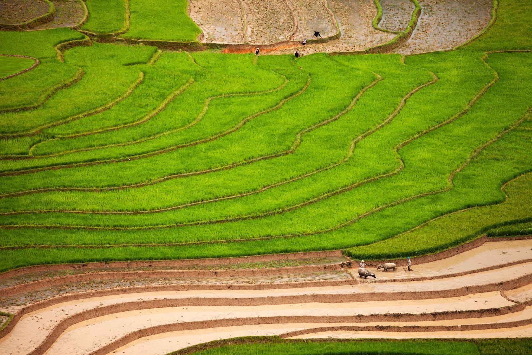 Two people with farm animals on a green grass and sand farm land