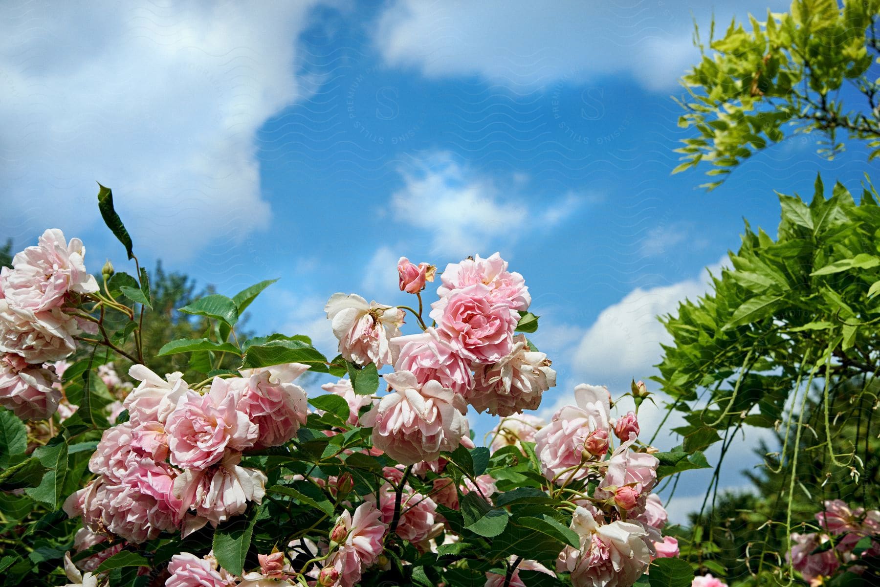A garden of pink roses blooming under a cloudy sky