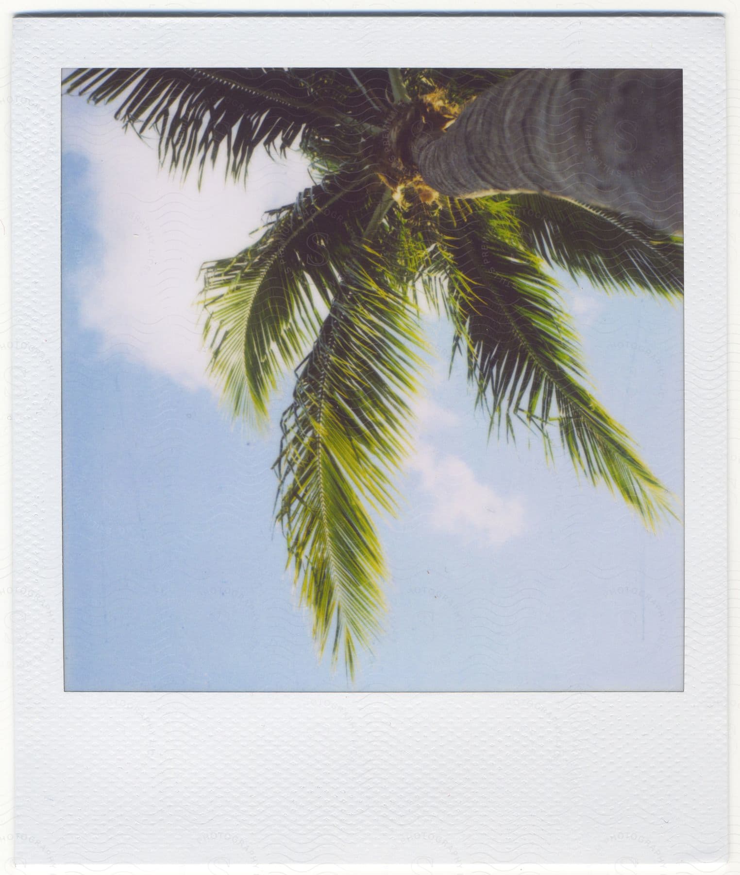 A palm tree stands tall under a sunny sky