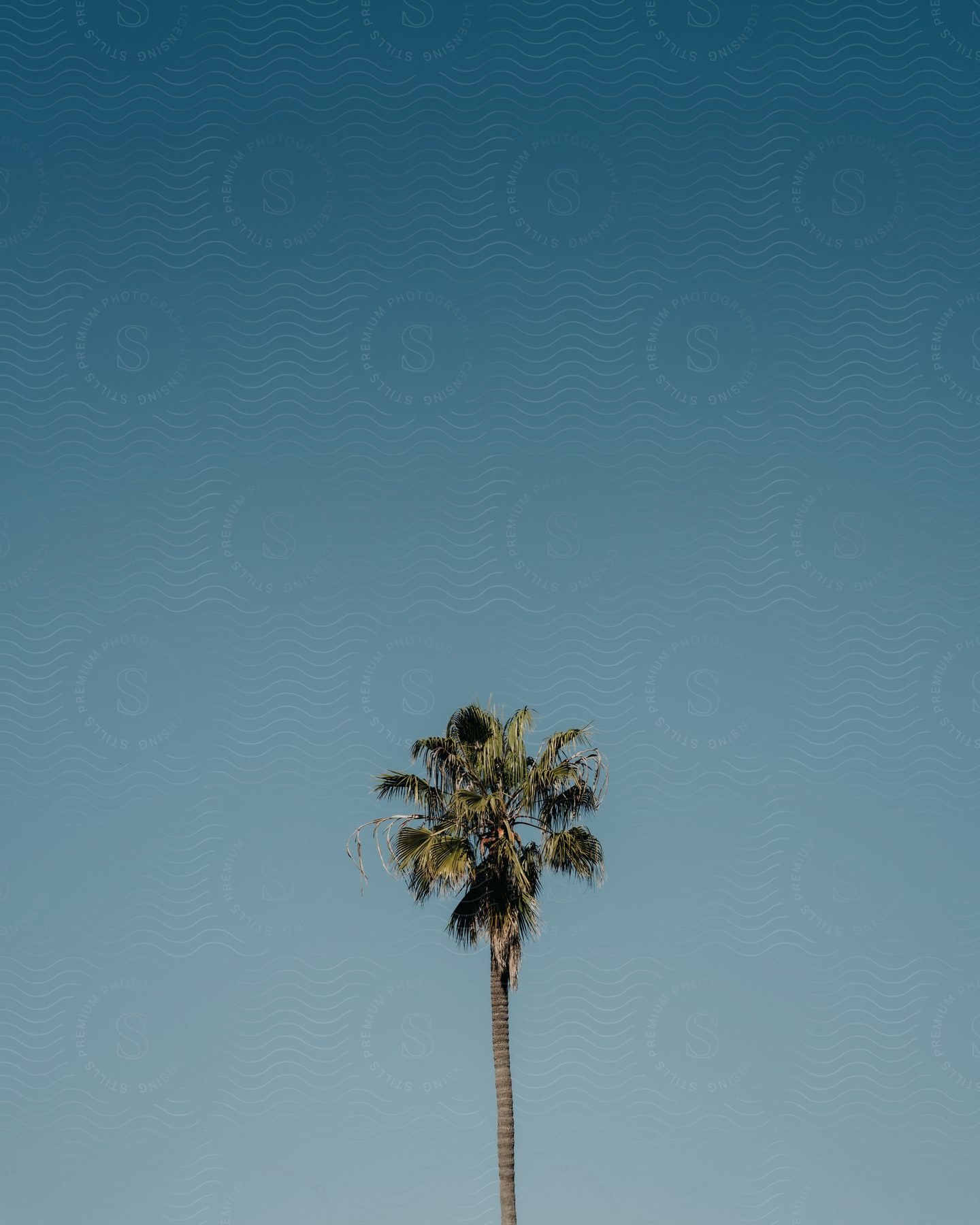 A palm tree against a blue sky