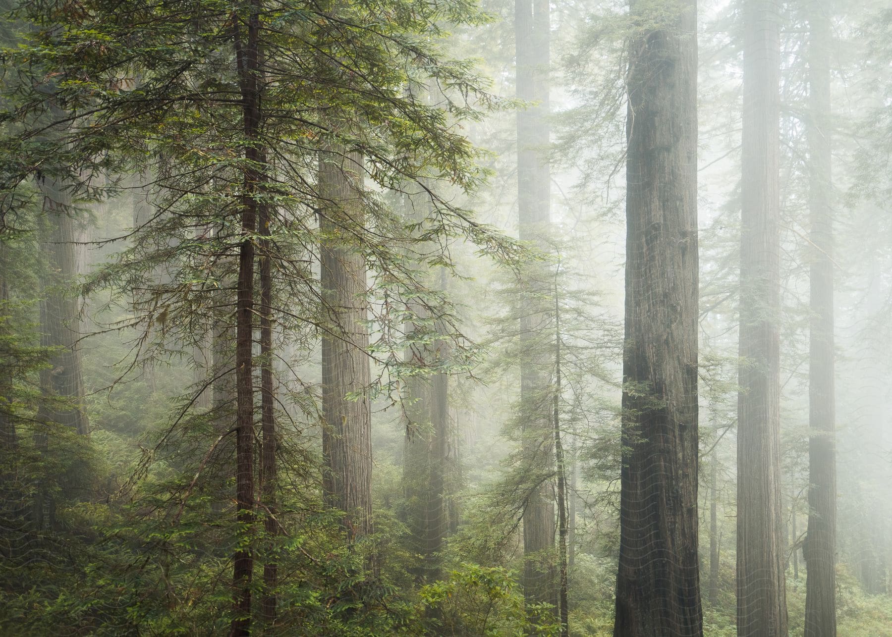 Tall redwoods in a foggy forest during the day