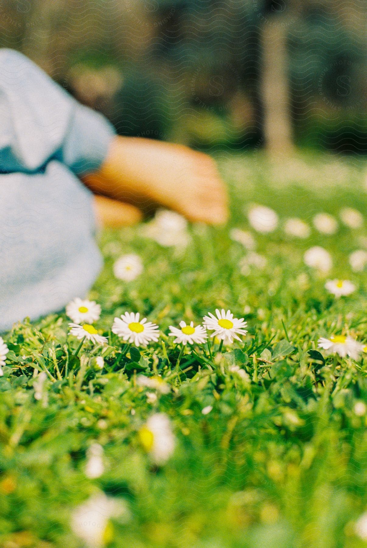 A person lying in flowers on a sunny day