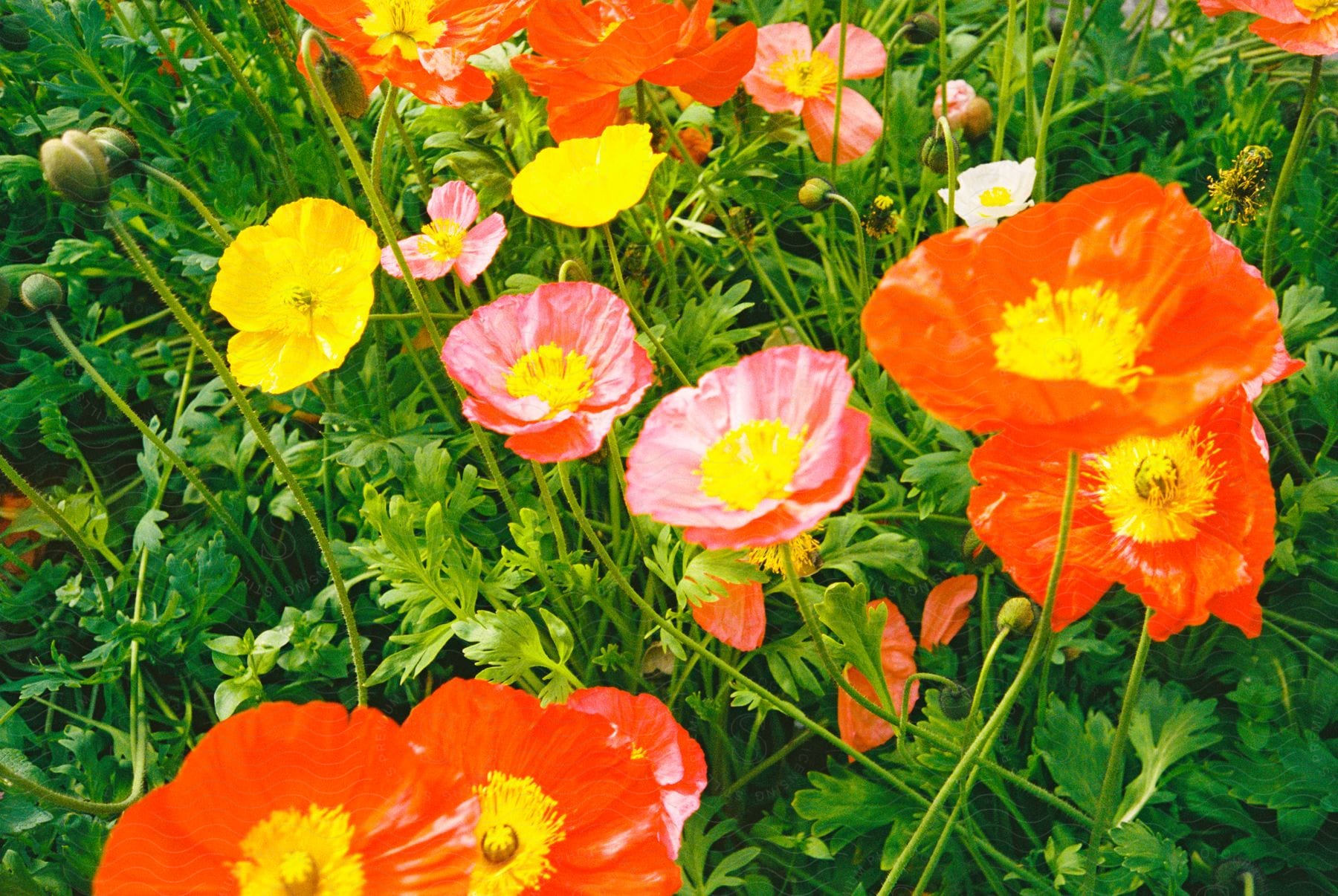 Some colorful flowers in a natural landscape