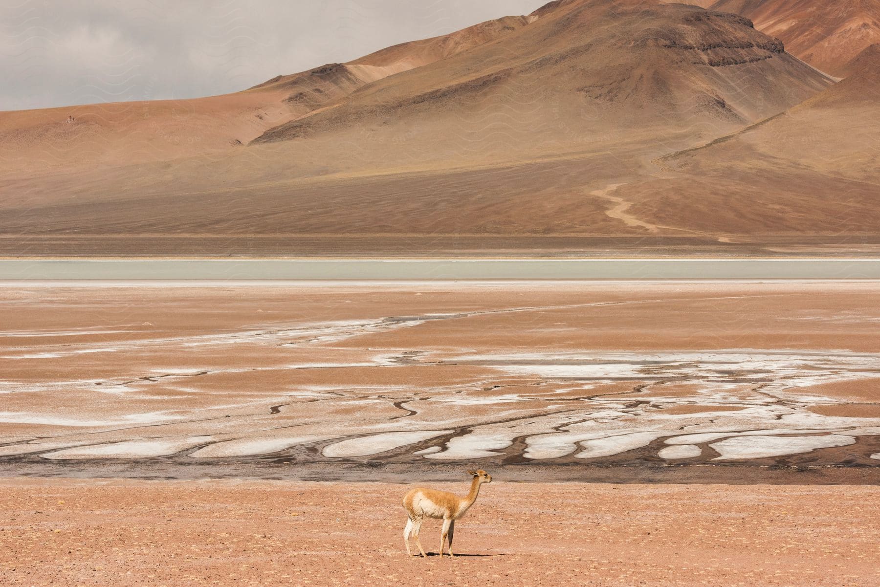 An alpaca is seen in a desert with a large sand dune hill