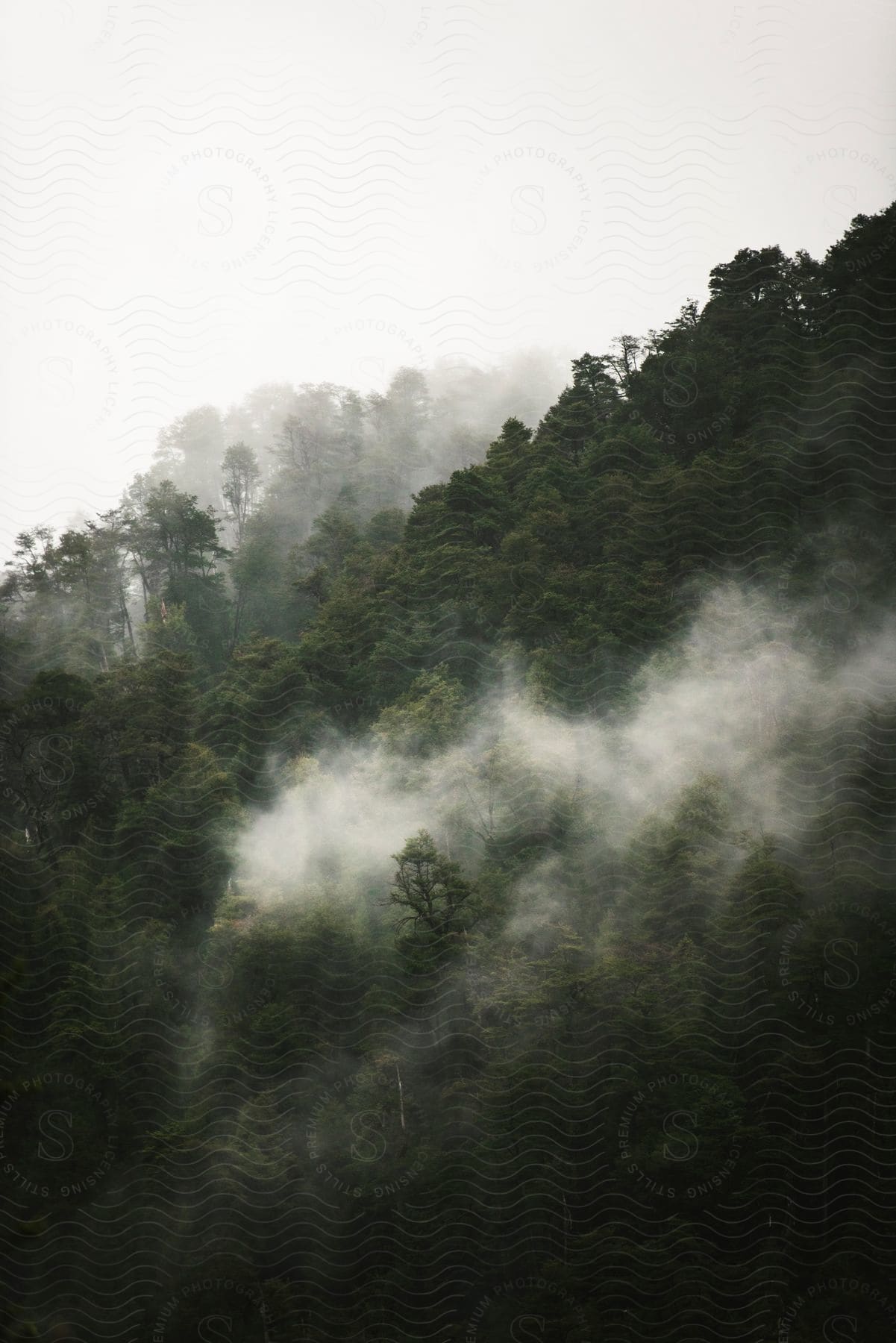 A foggy forest in an outdoor setting