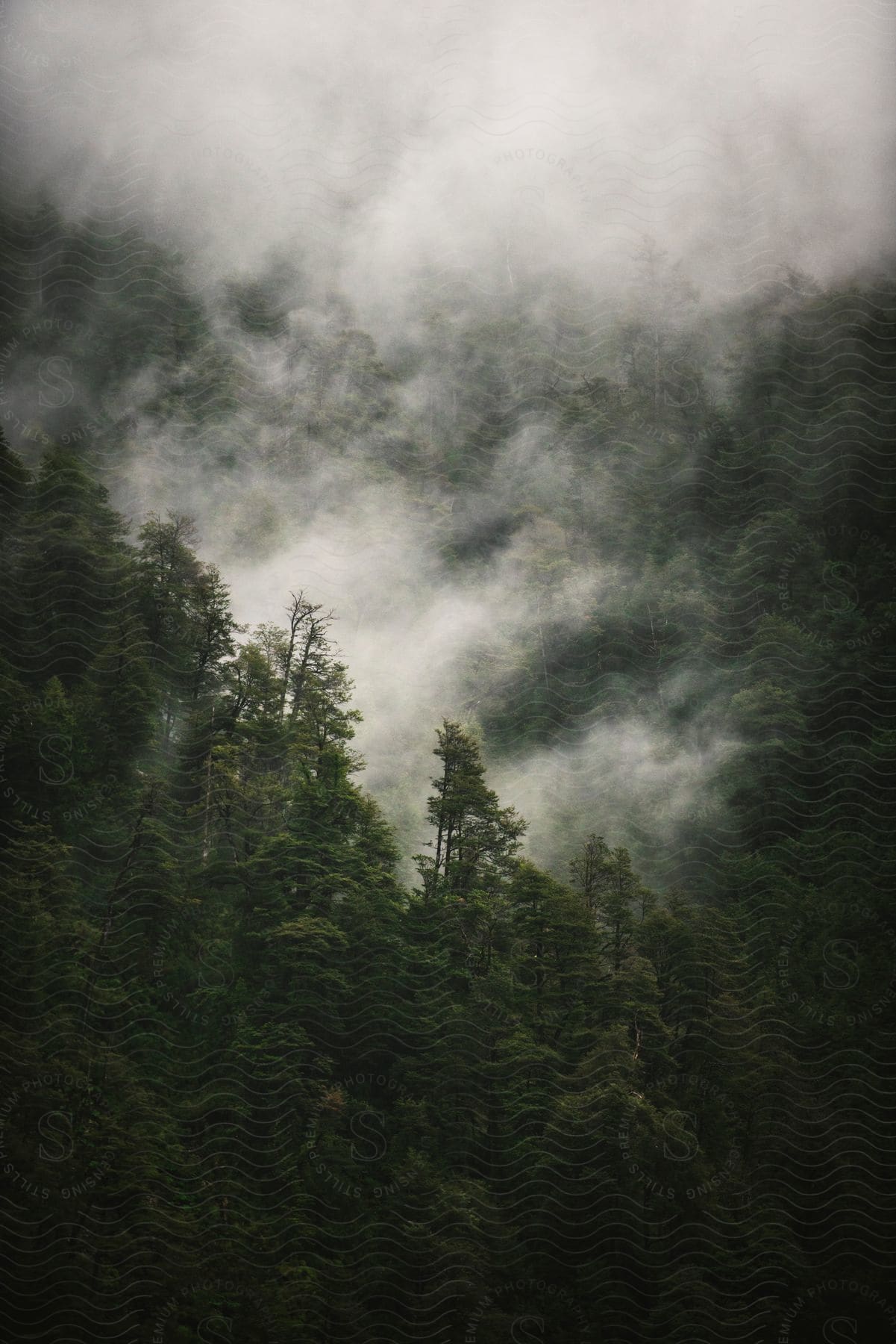 Misty forested mountains