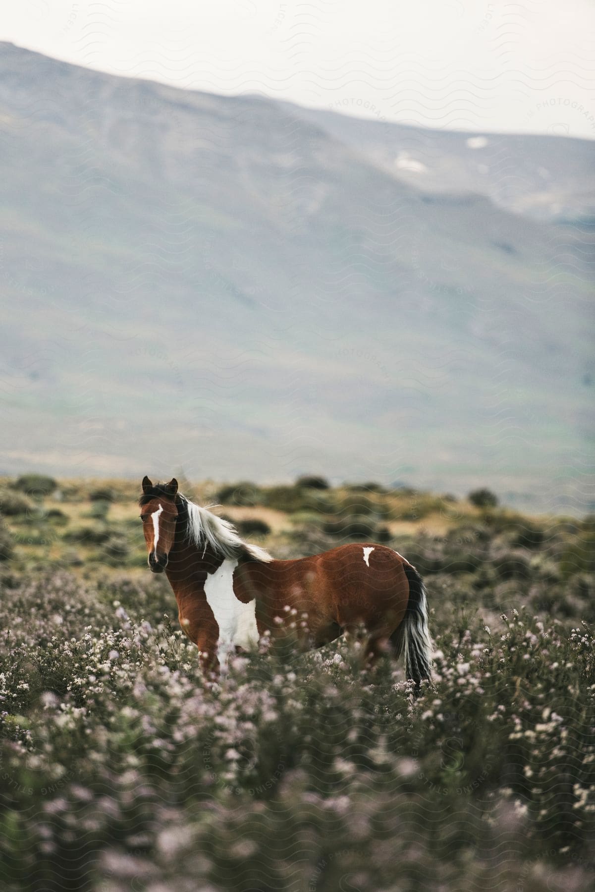 A brown and white horse in a grassland below a mountain