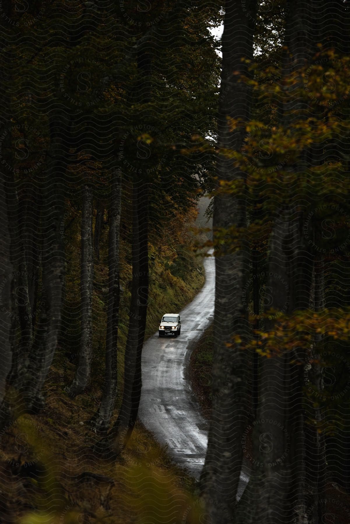 A car drives through a forest during the day