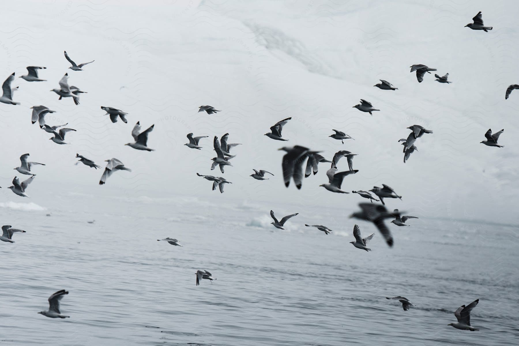 A group of birds flying over water