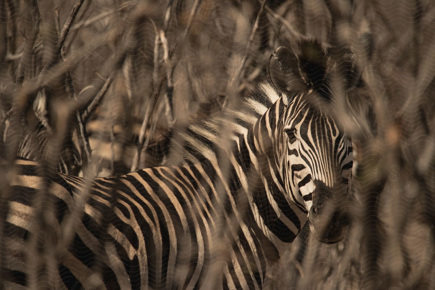 Stock photo of a zebra in a natural landscape with trees grass and plants