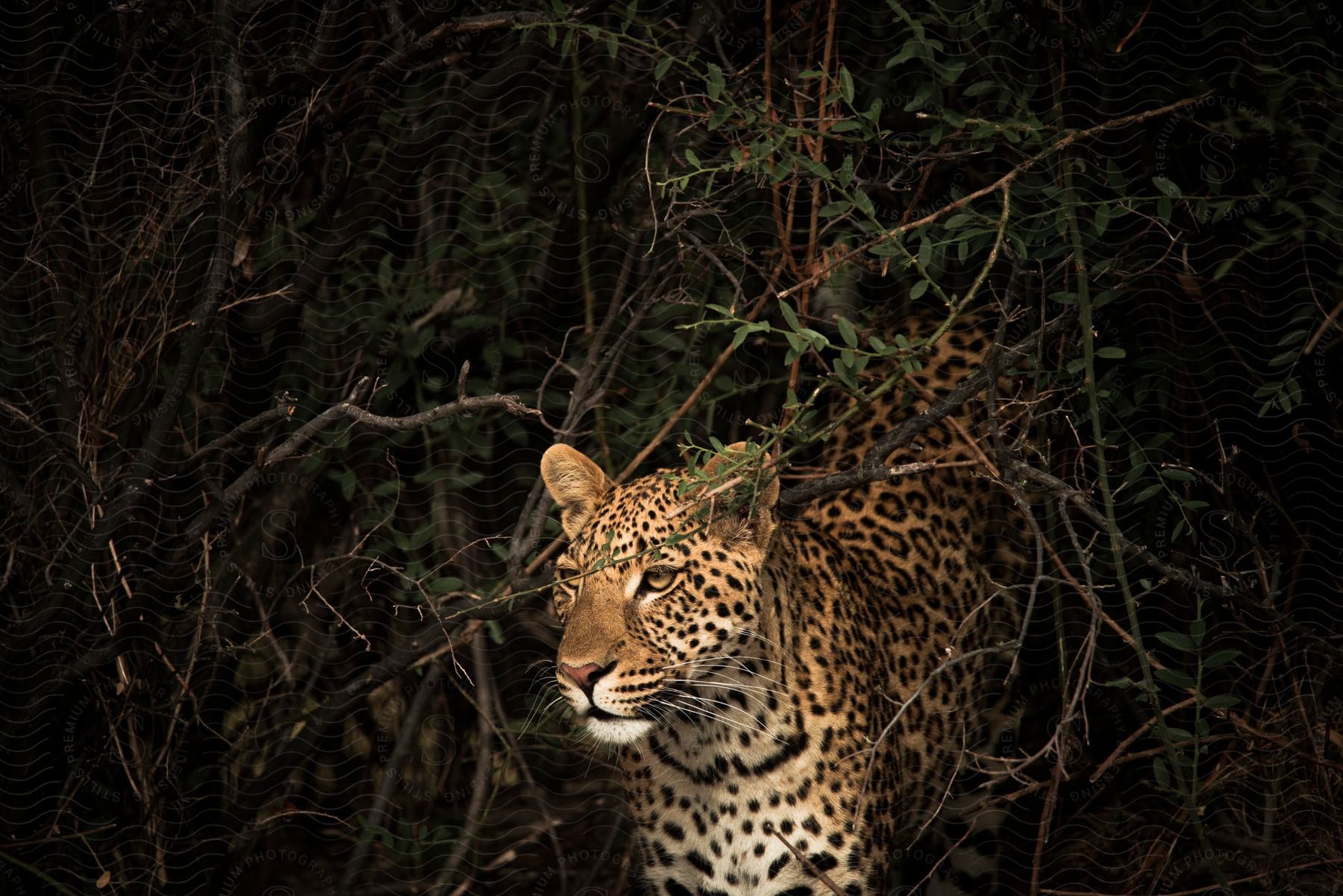 A leopard hiding in a thicket at night