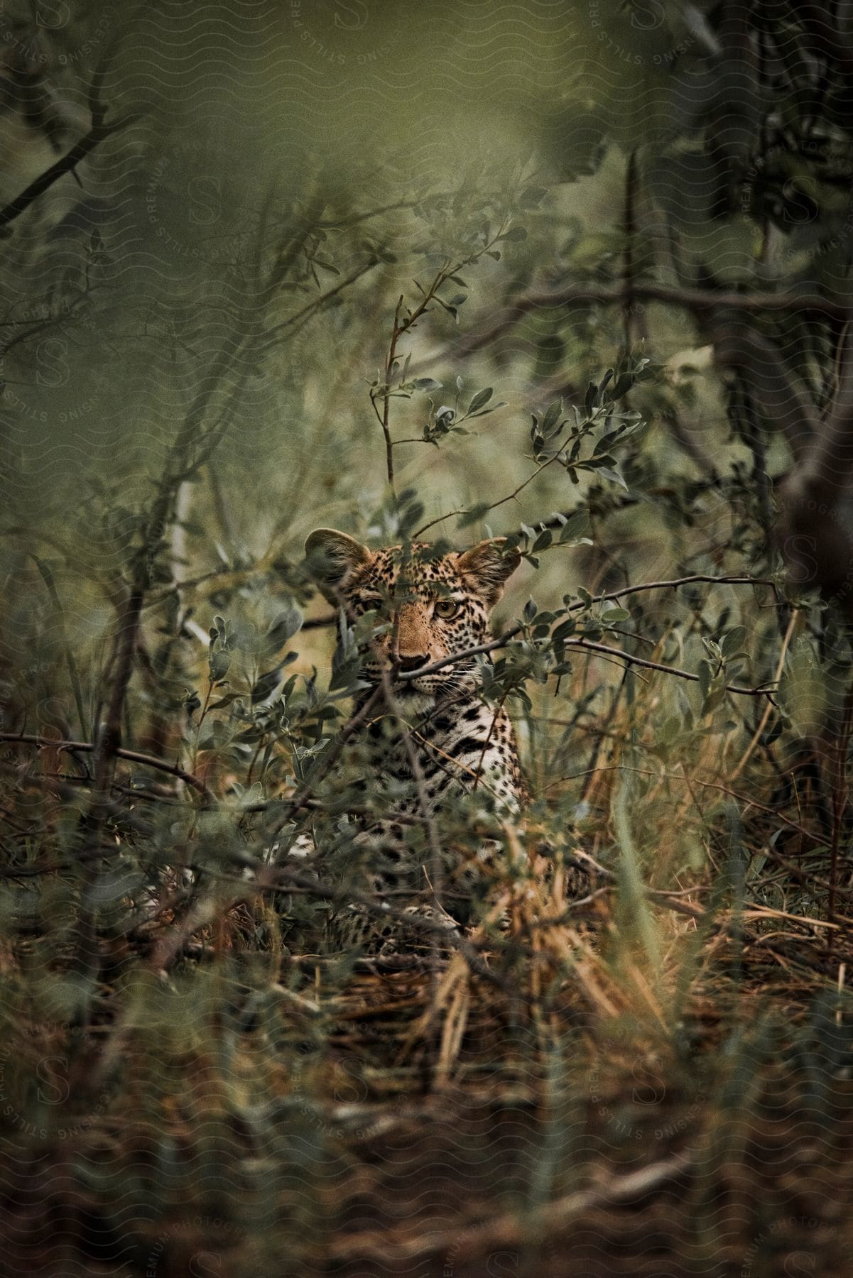 An image of a lion in a forest