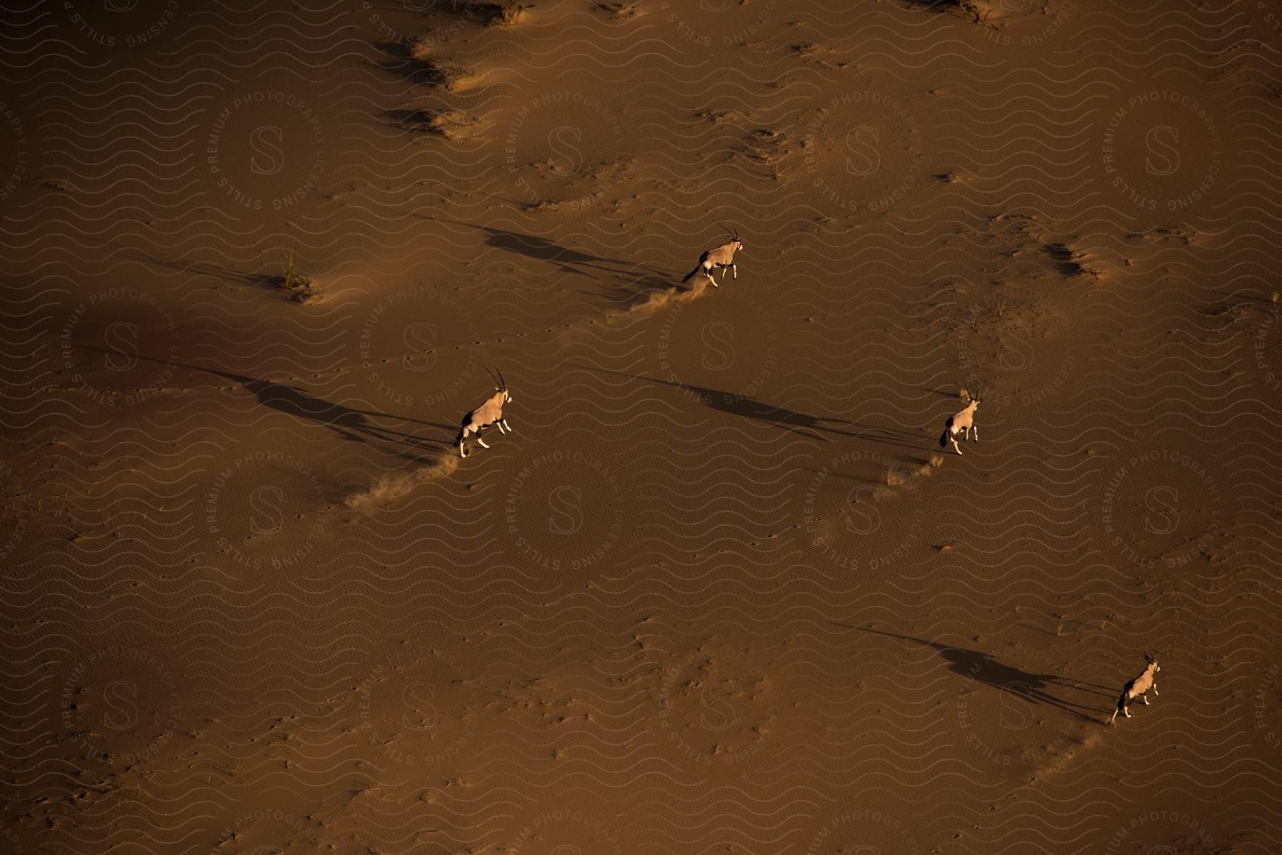 Stock photo of antelope running on a plain at sunset