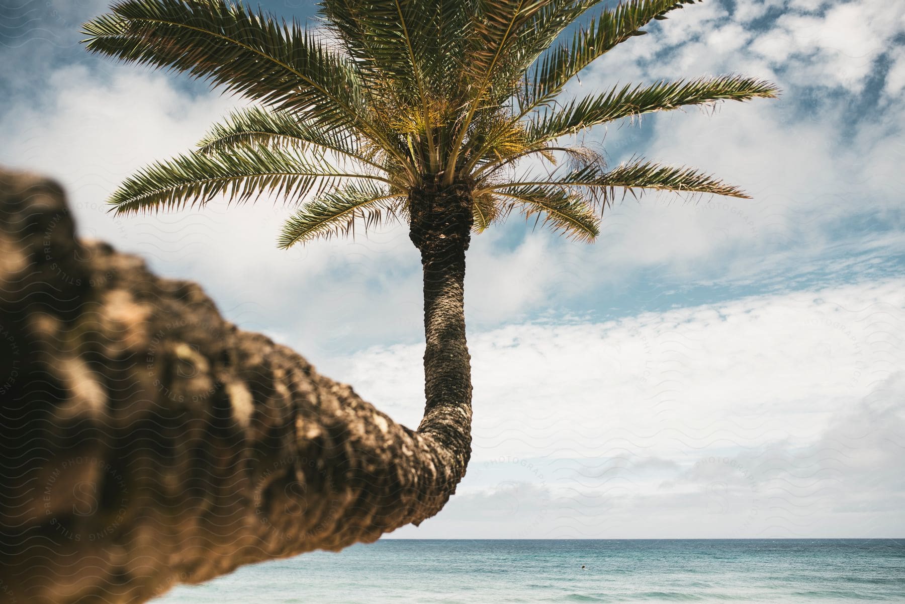 A palm tree is seen pointing horizontally and then up near the beach