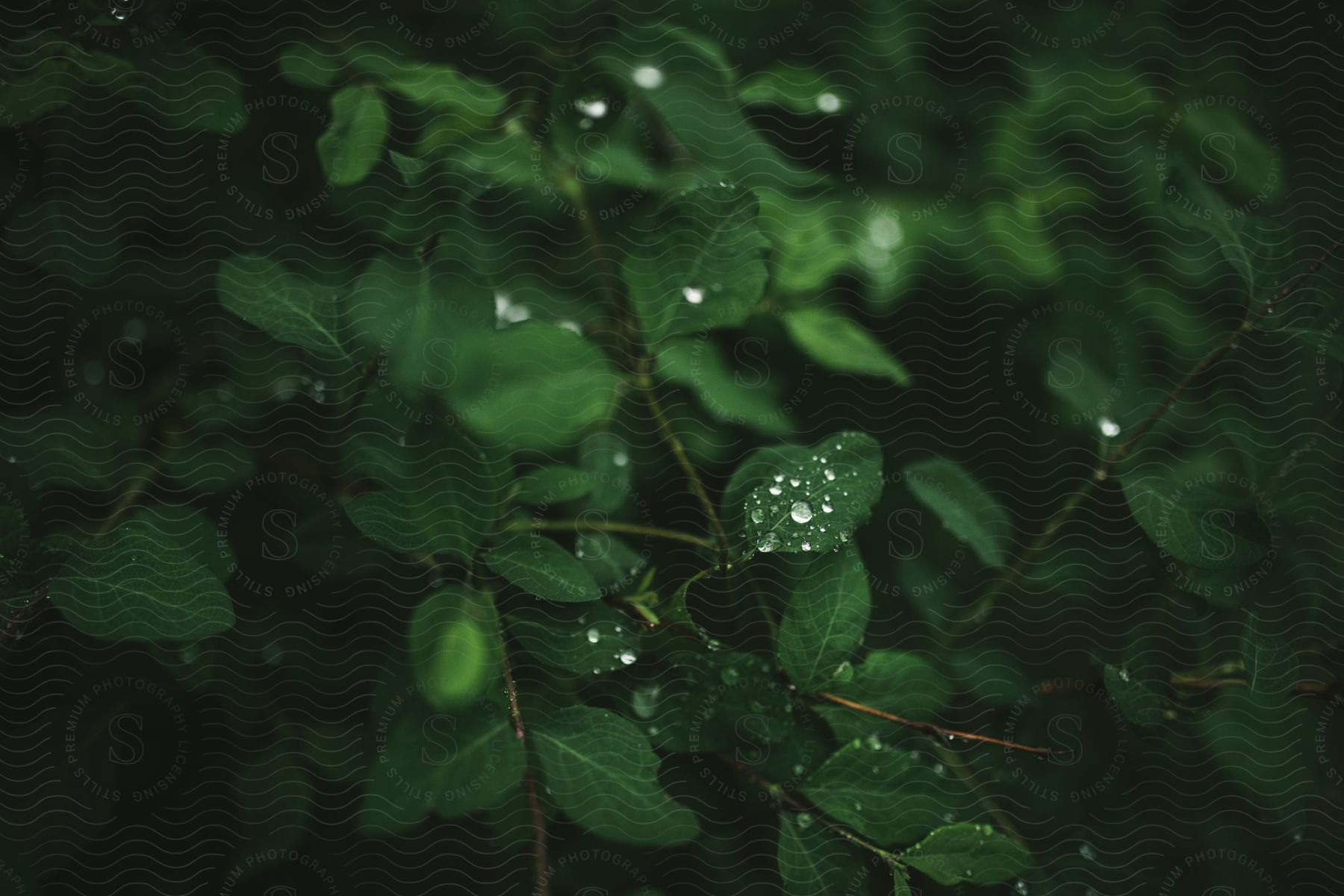 A green leaf with rain droplets