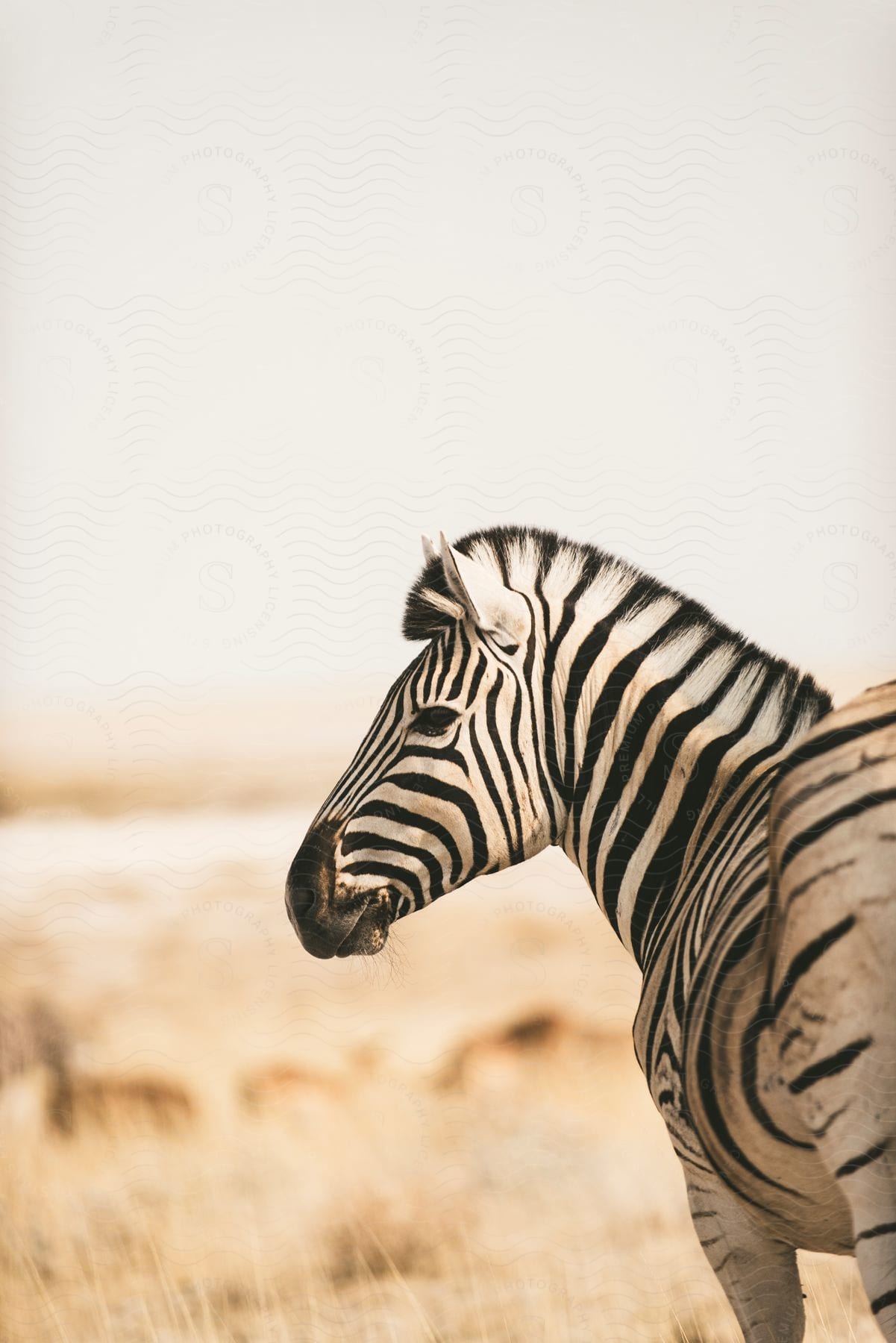 A zebra in the wilderness