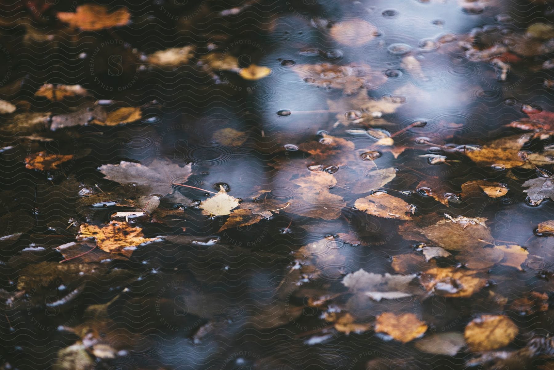 A pile of leaves in shallow water