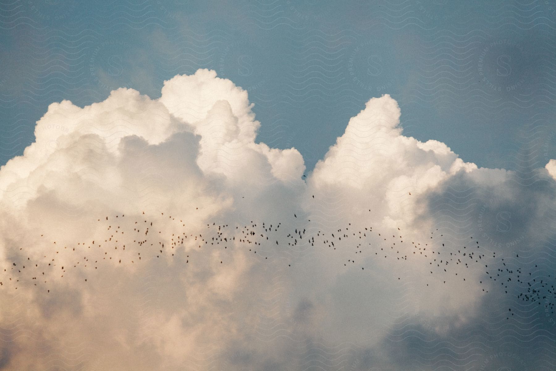 A flock of birds flies in formation among the clouds