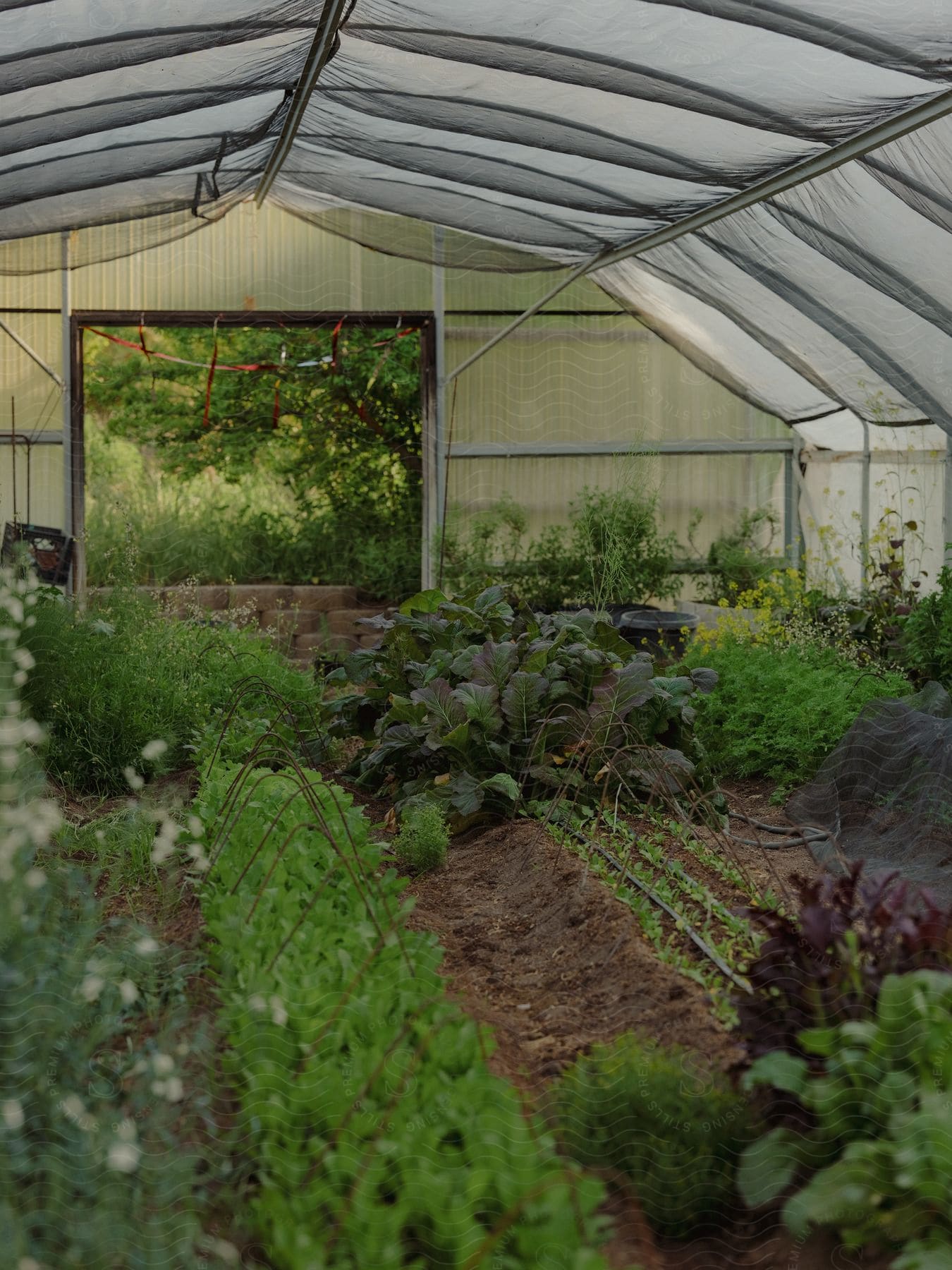 Greeneryfilled greenhouse with vibrant flowers and a refreshing ambiance