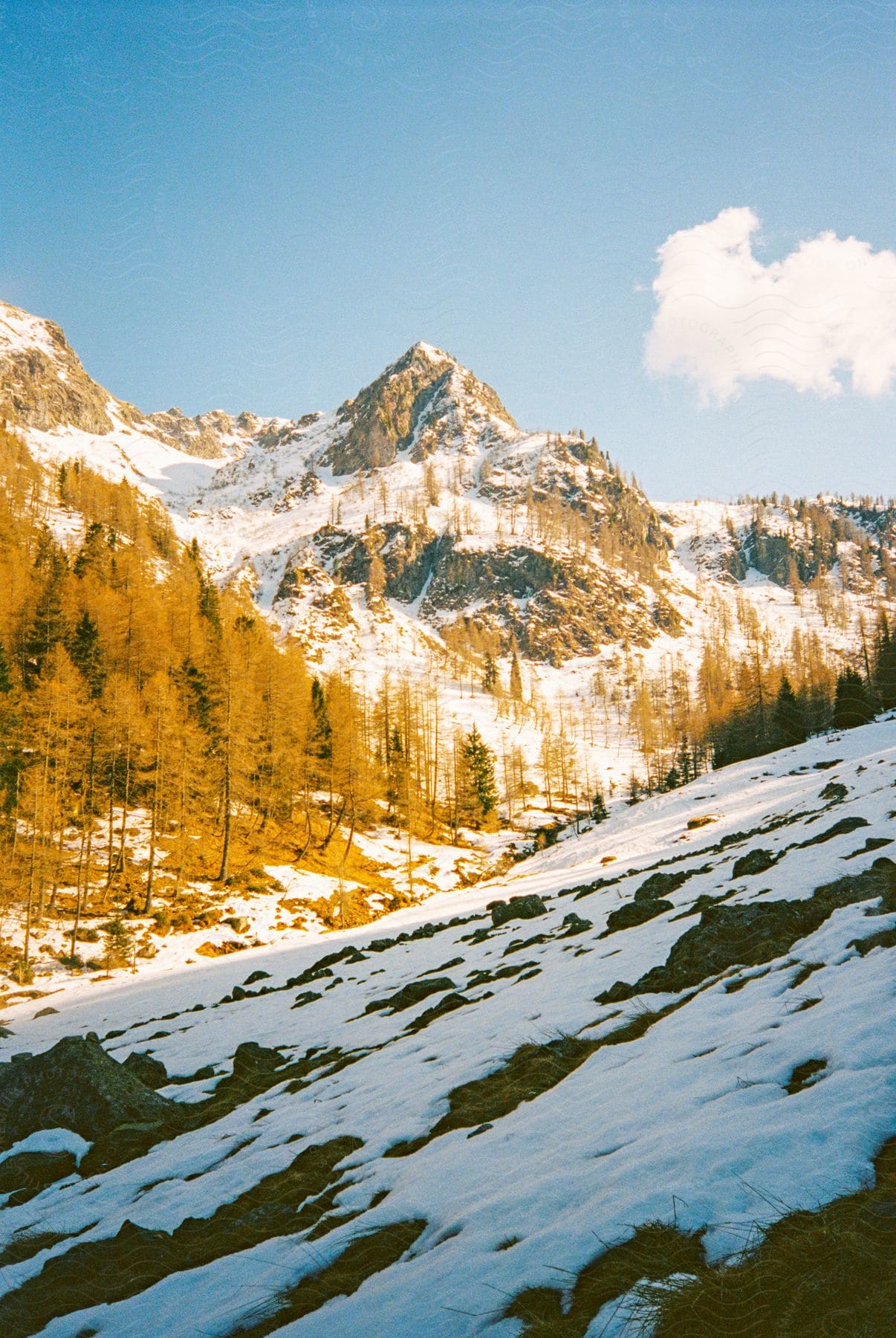 Snowcovered trees on a mountain