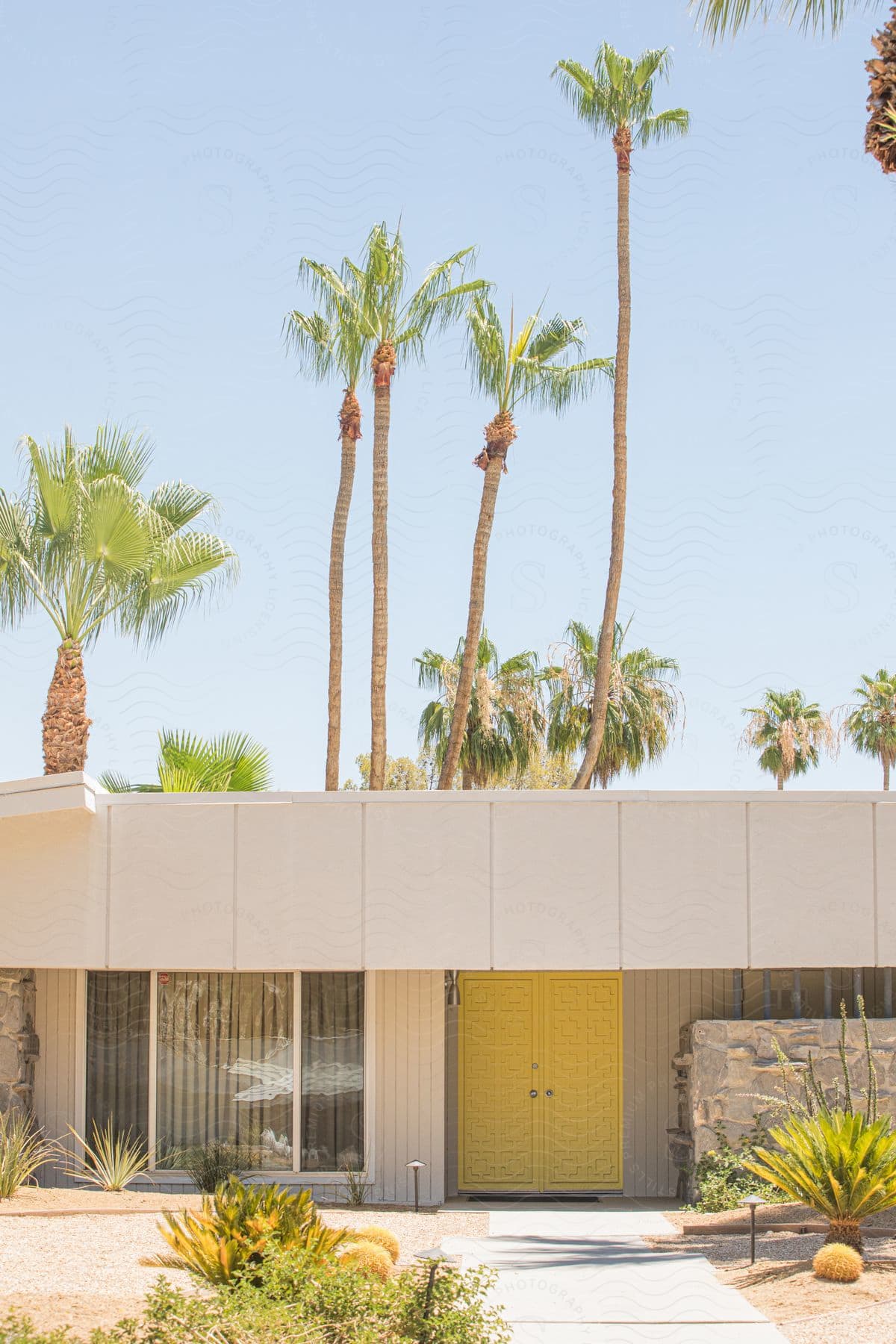 A palm tree surrounded by residential buildings with a yellow sky