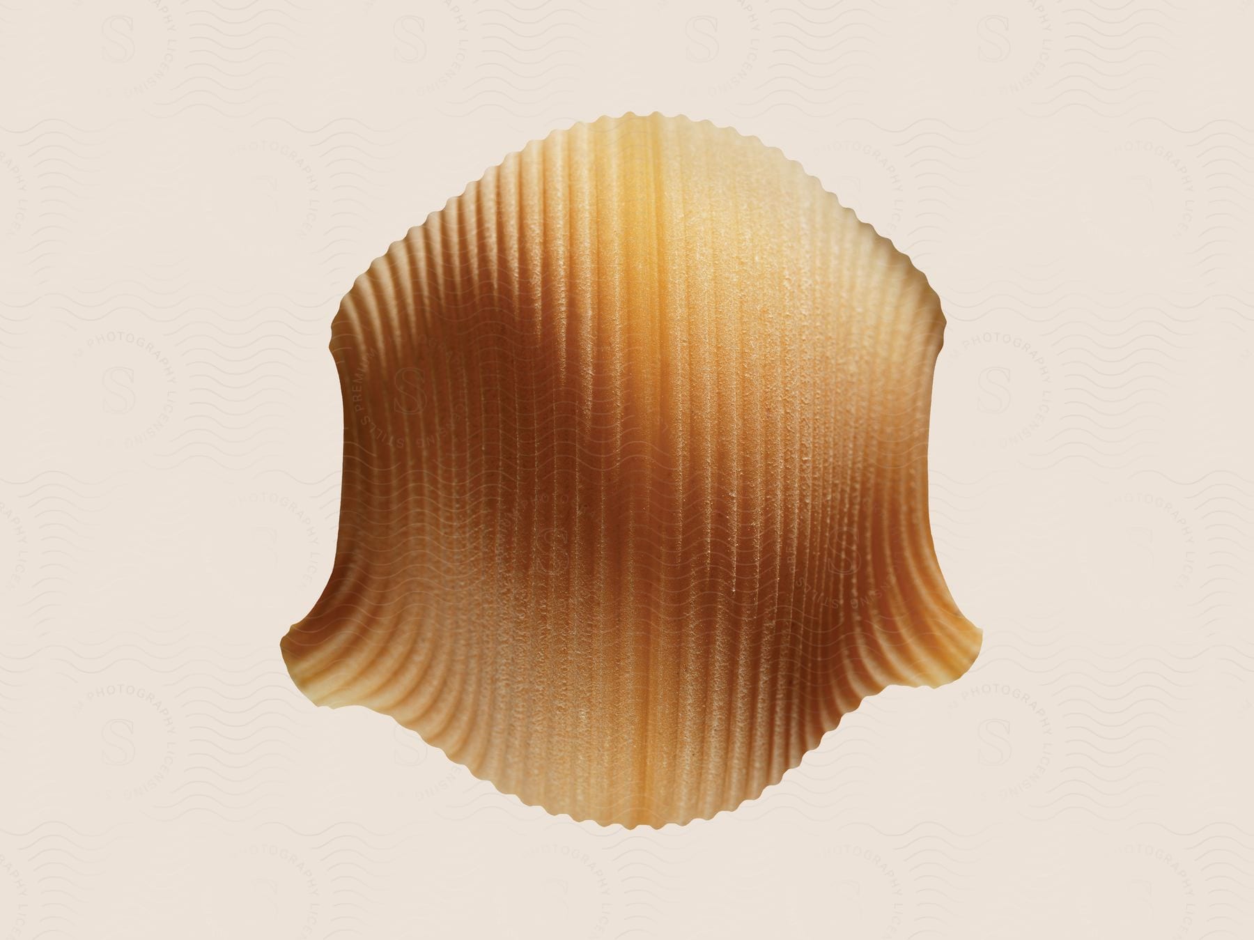 Stock photo of a closeup of a sea shell