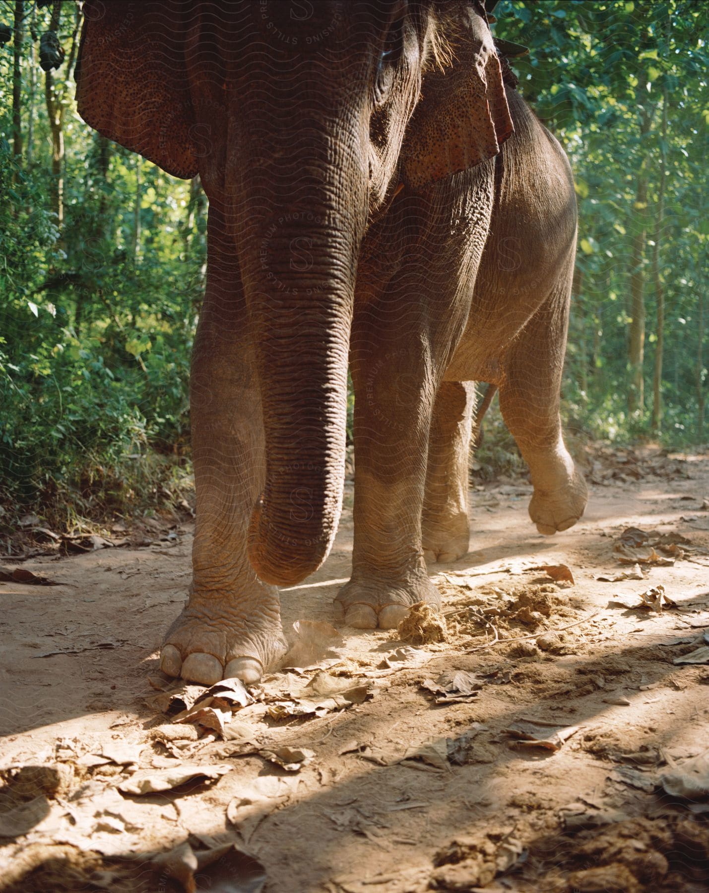 An elephant runs through a wooded area kicking up dust as it moves along a dirt path