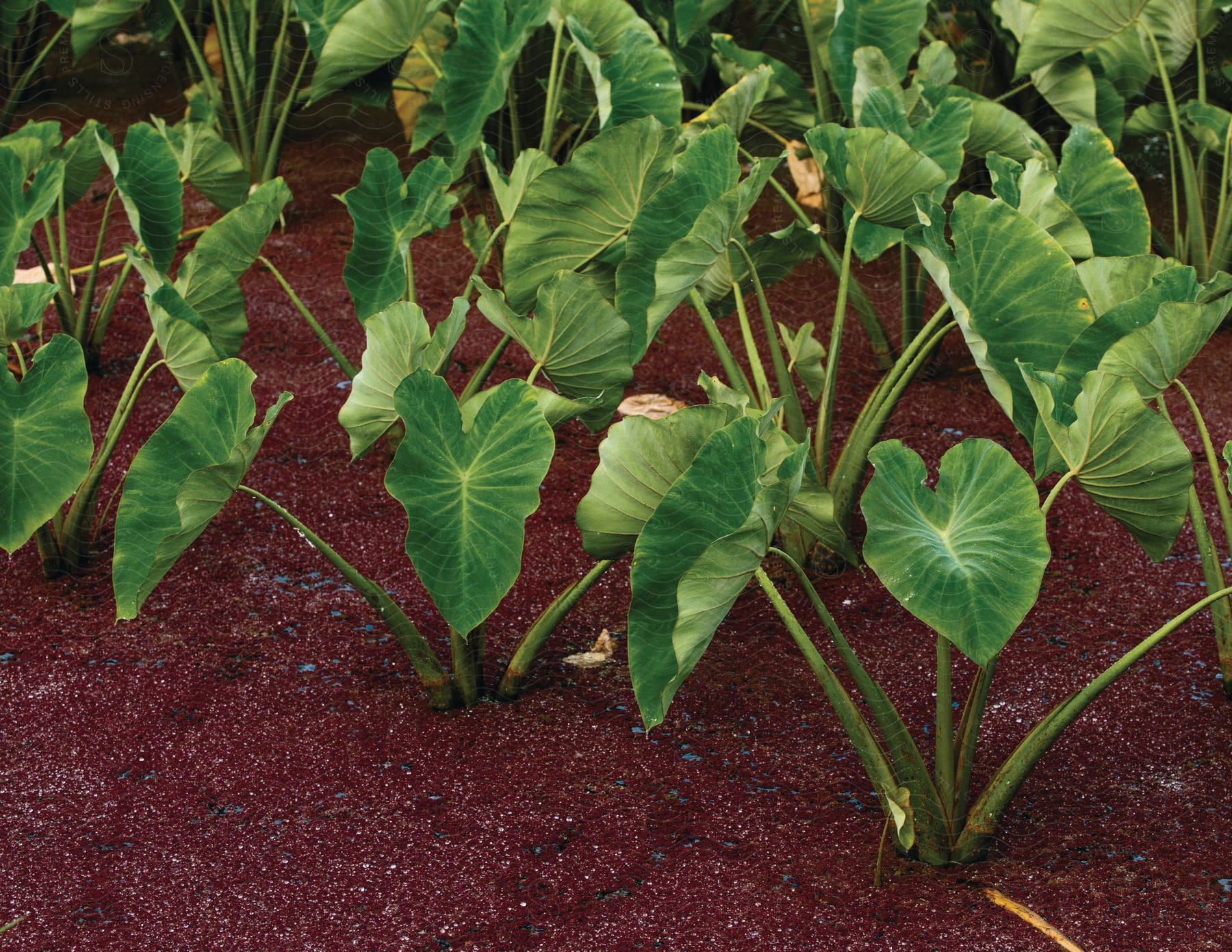 A taro plant growing with spread out leaves in an agricultural field