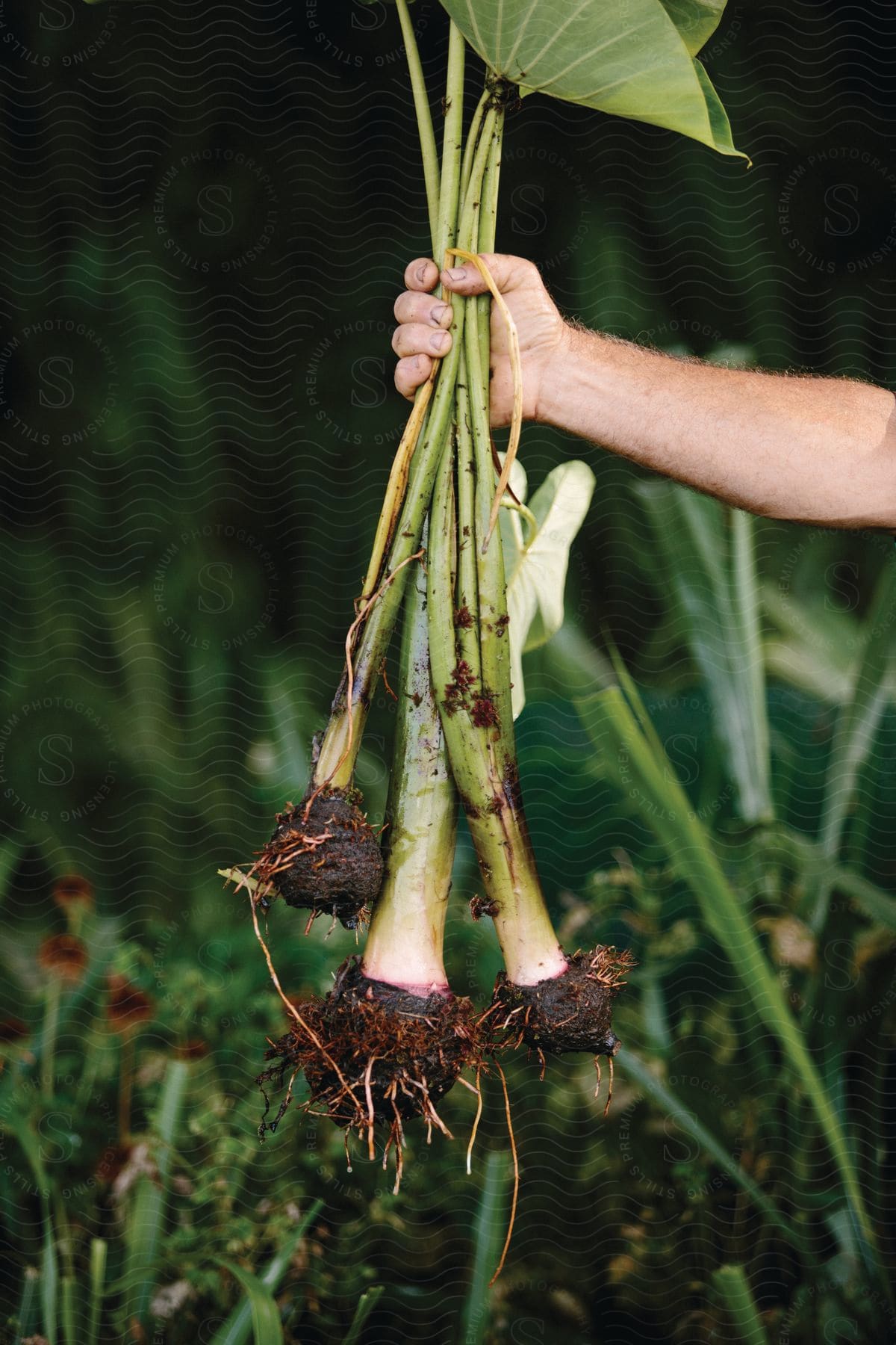 A person holding an uprooted plant in a grassy background during the day