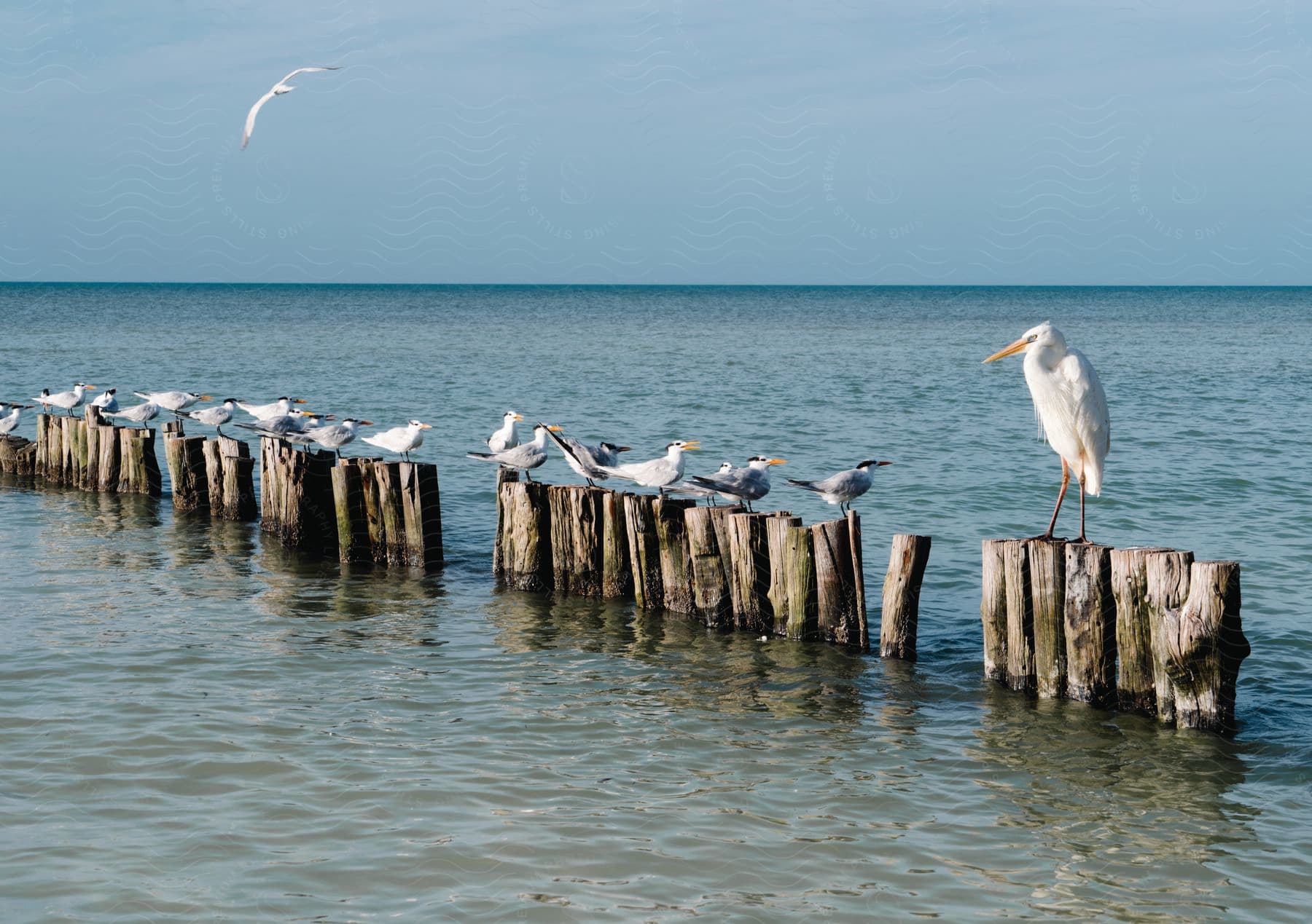 Stock photo of sea gulls landing on logs in the sea