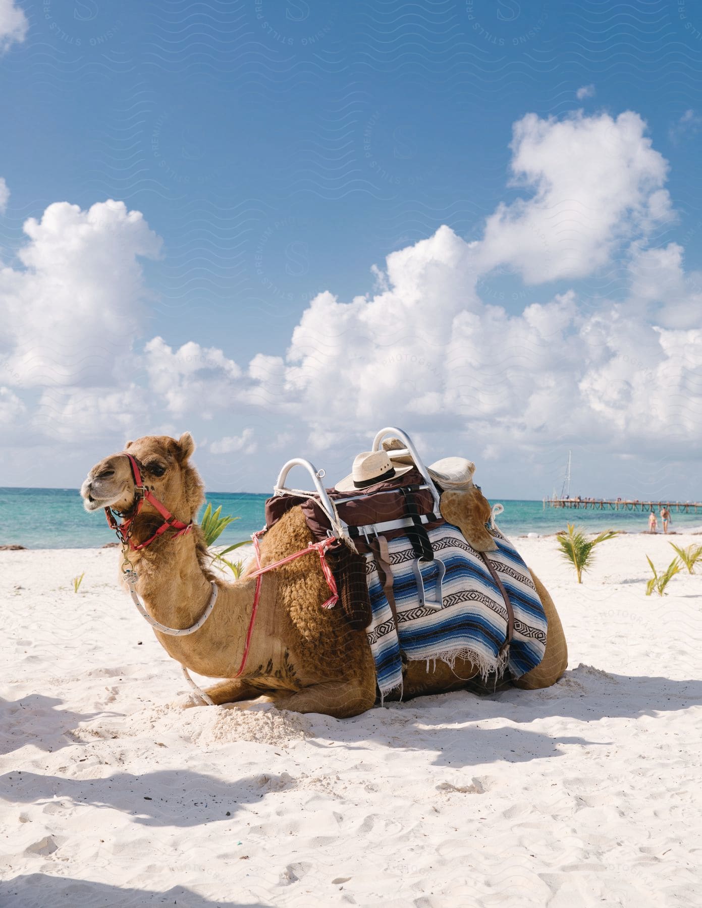 A camel with a saddle resting on white sand on a beach next to the ocean during the daytime