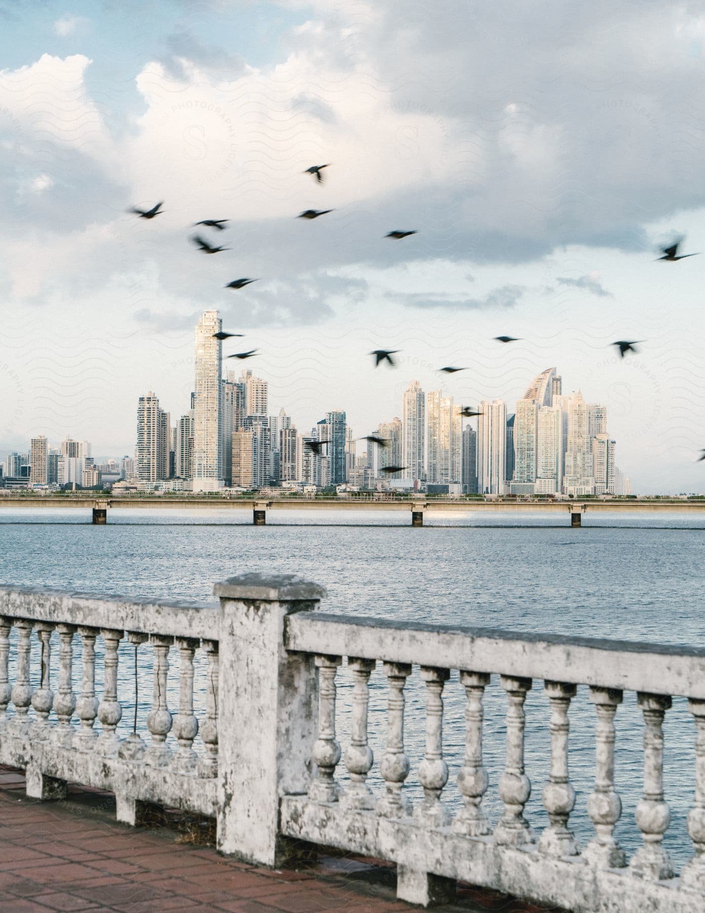 A flock of birds flying over water separates a waterfront path from a city downtown