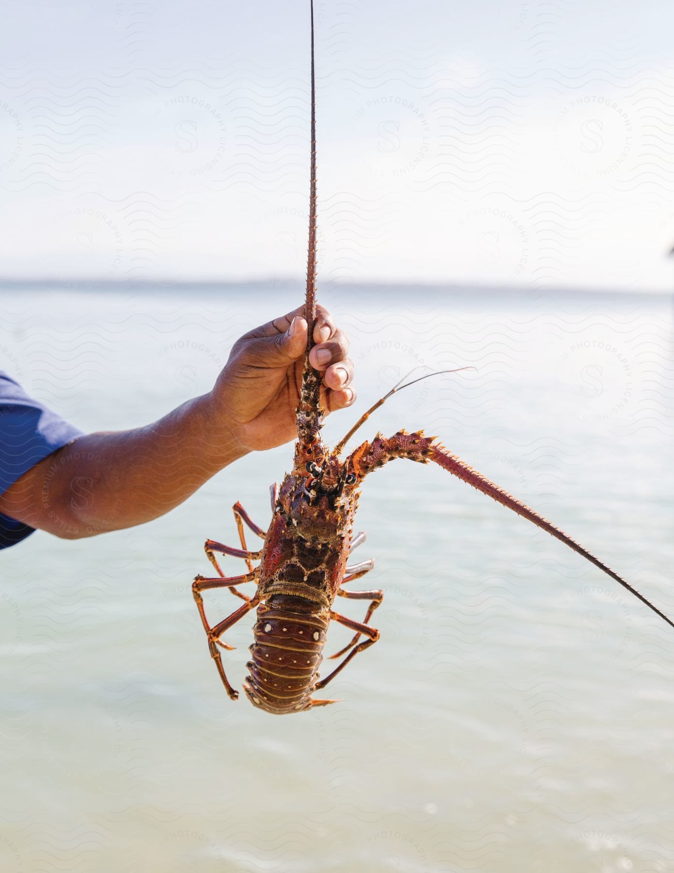 A persons left arm holding a lobster above the sea