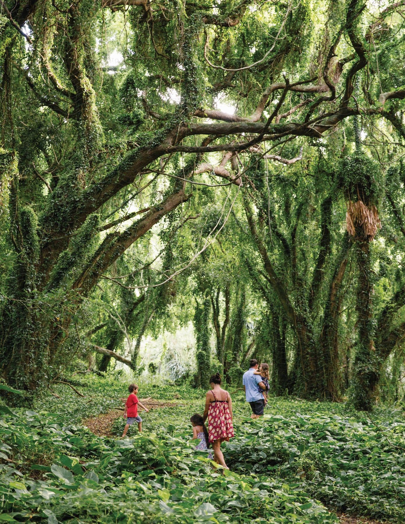 A small group of people in a lush rainforest surrounded by trees plants and greenery