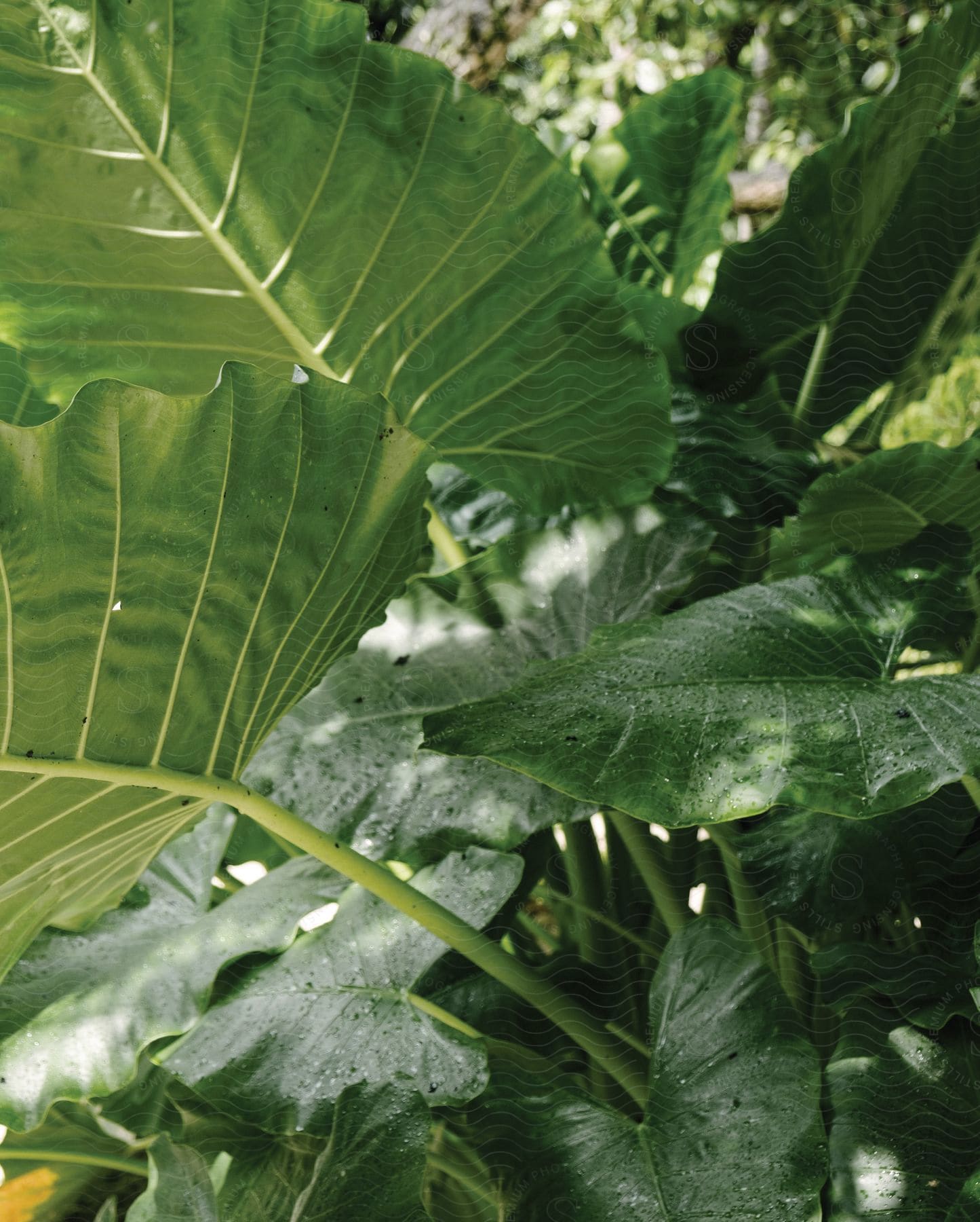 Stock photo of big green leaves with water droplets on them